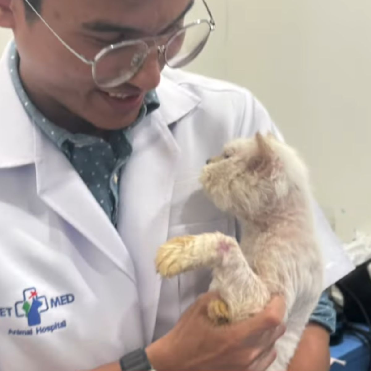 white cat at the vet
