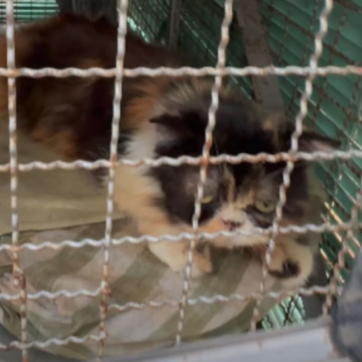 white cat in a cage
