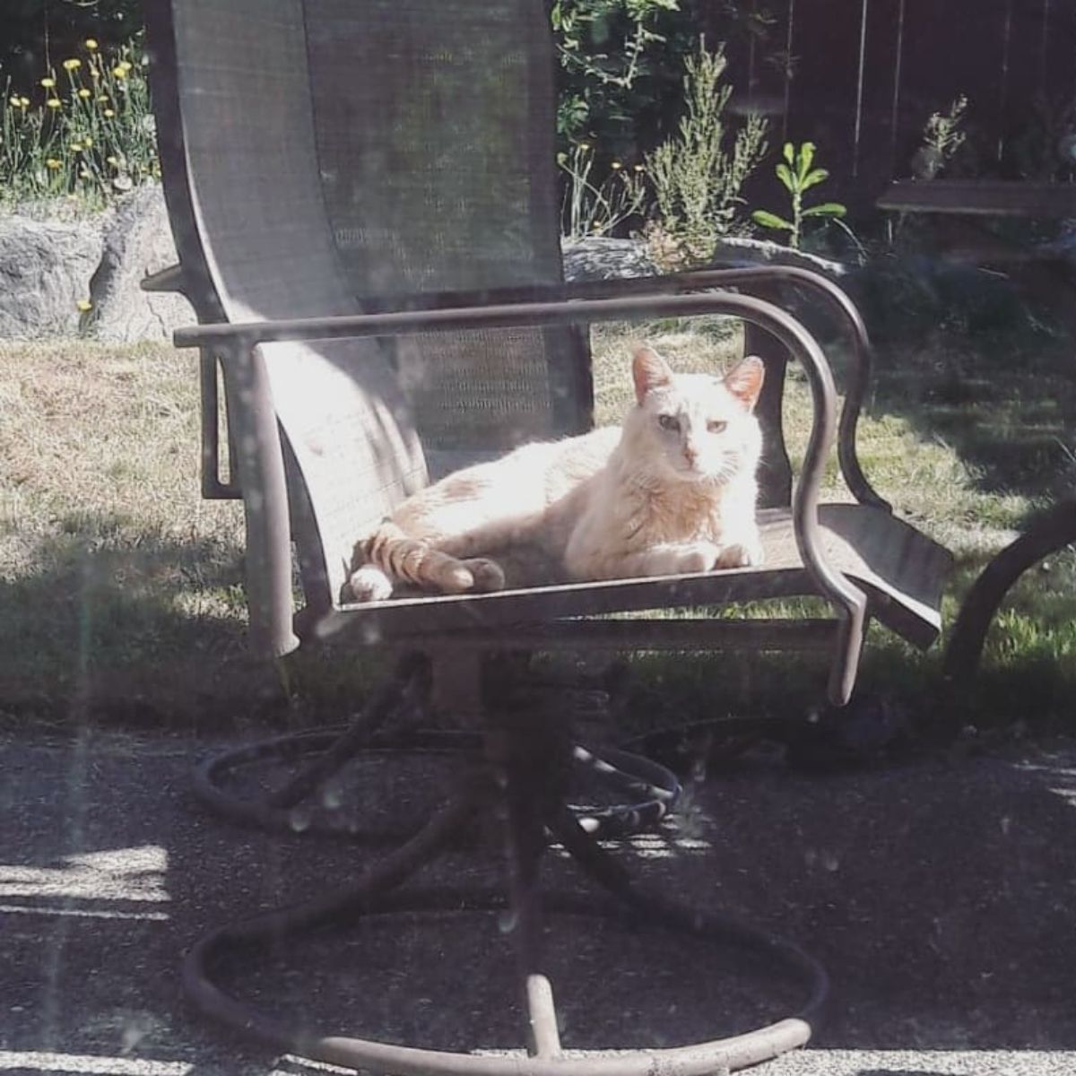 white cat is lying on a chair