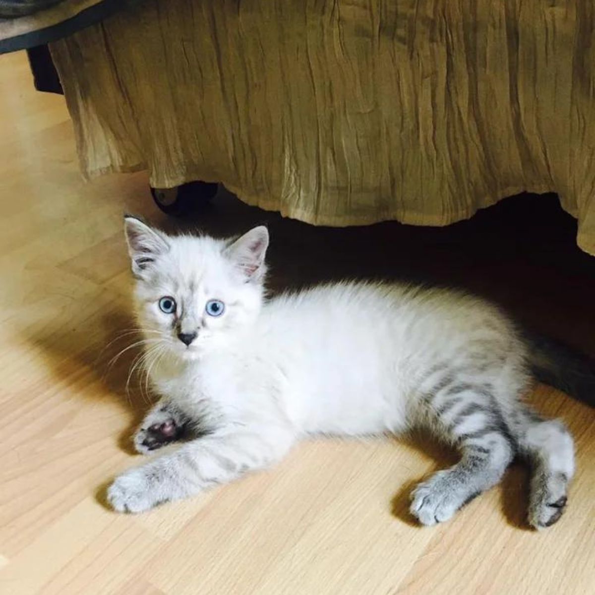 white cat lying on the floor