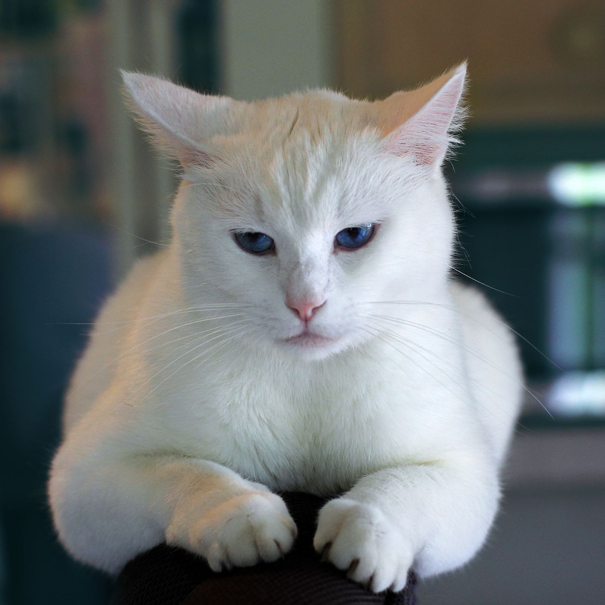 white cat with blue eyes