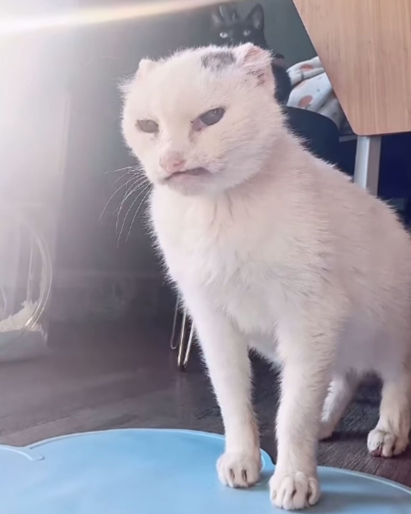 white cat without ears