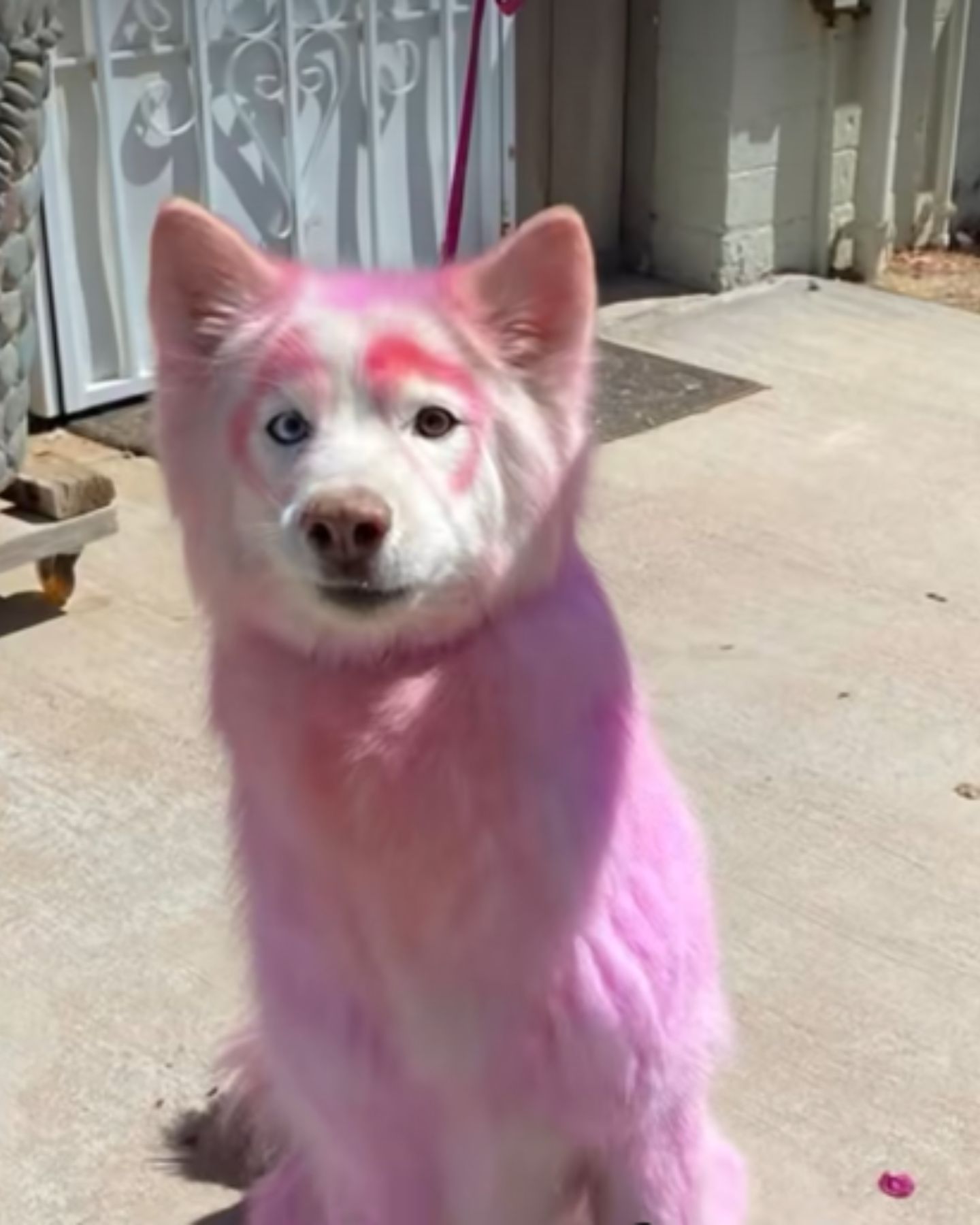 white dog colored pink