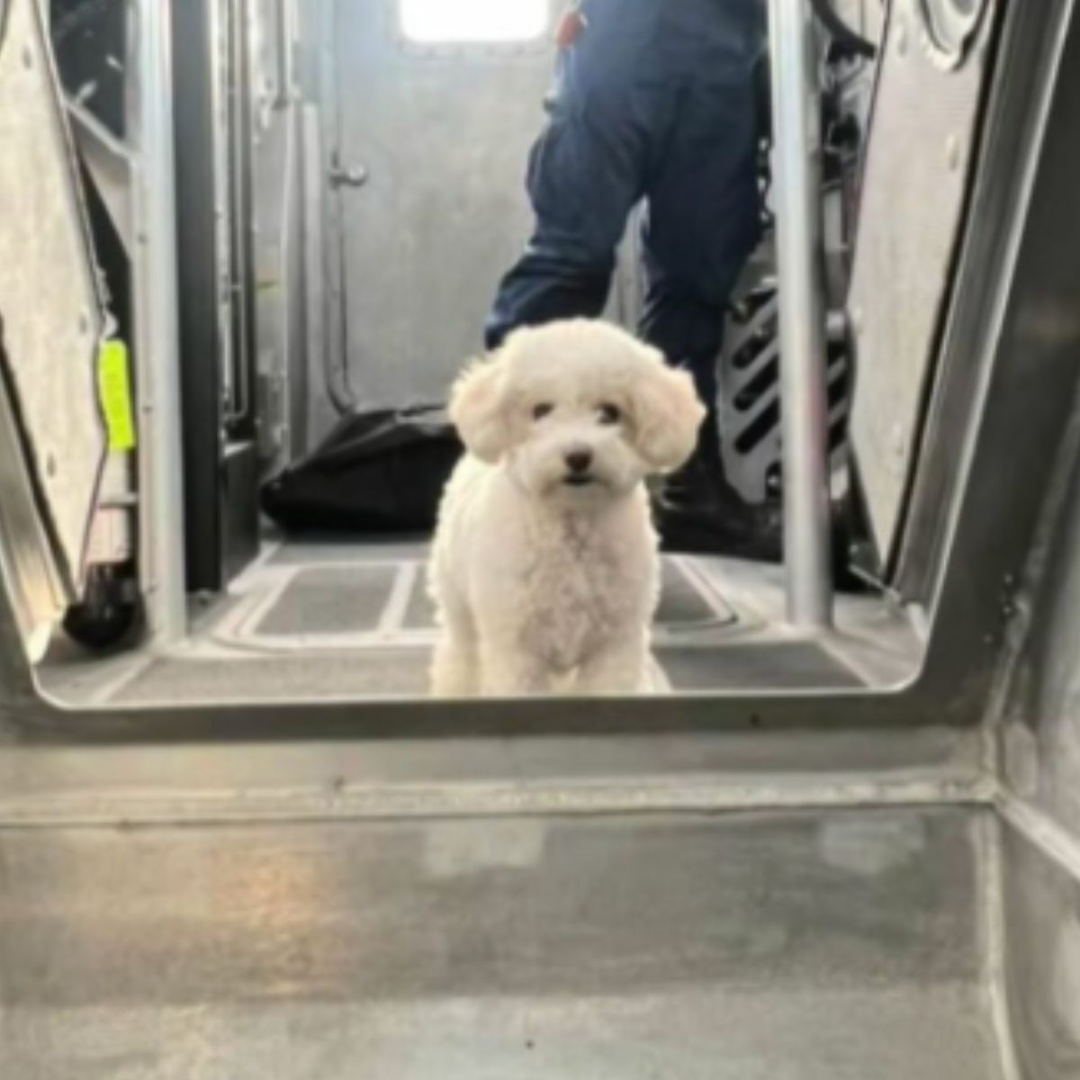 white dog looking at a camera