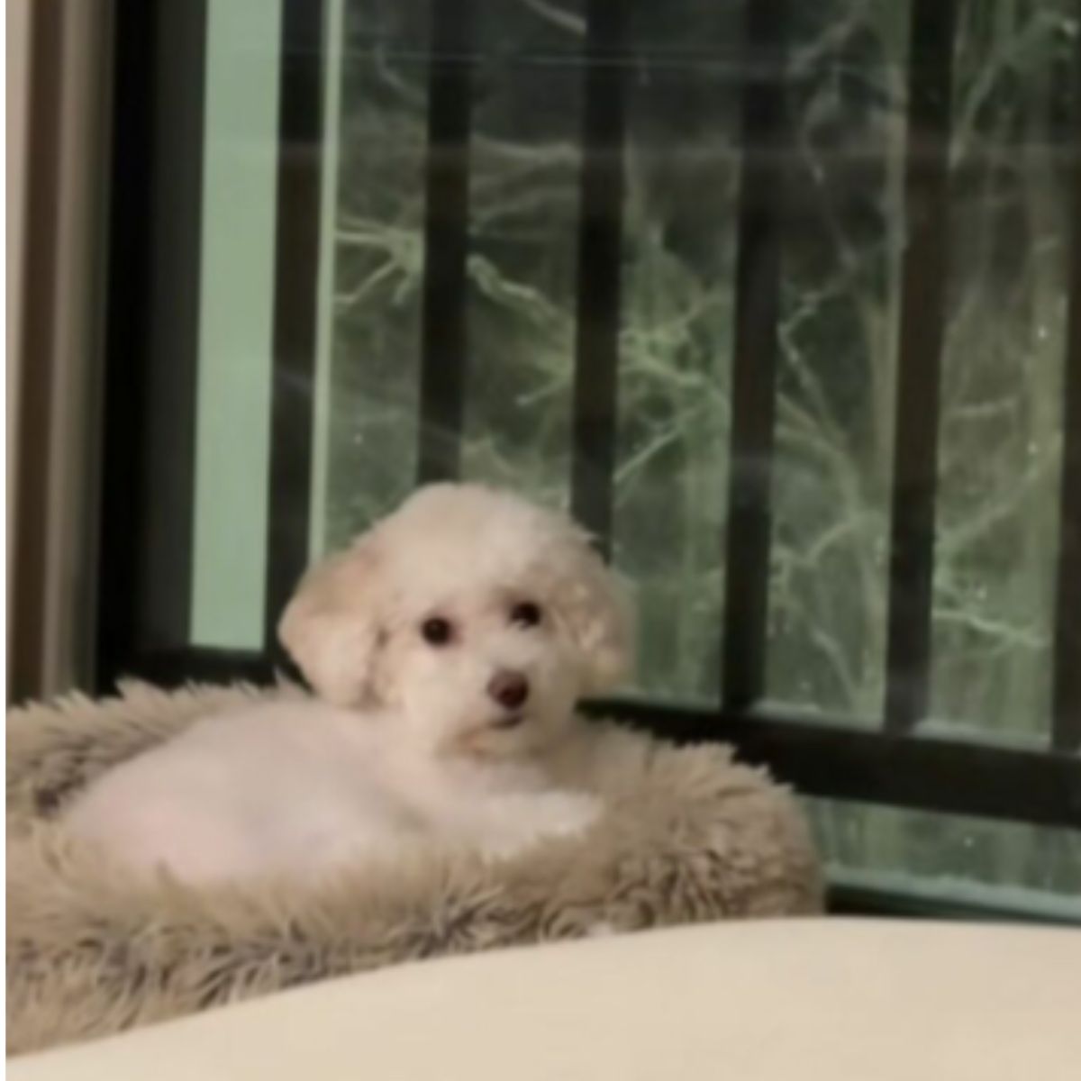 white dog sitting in a fluffy bed