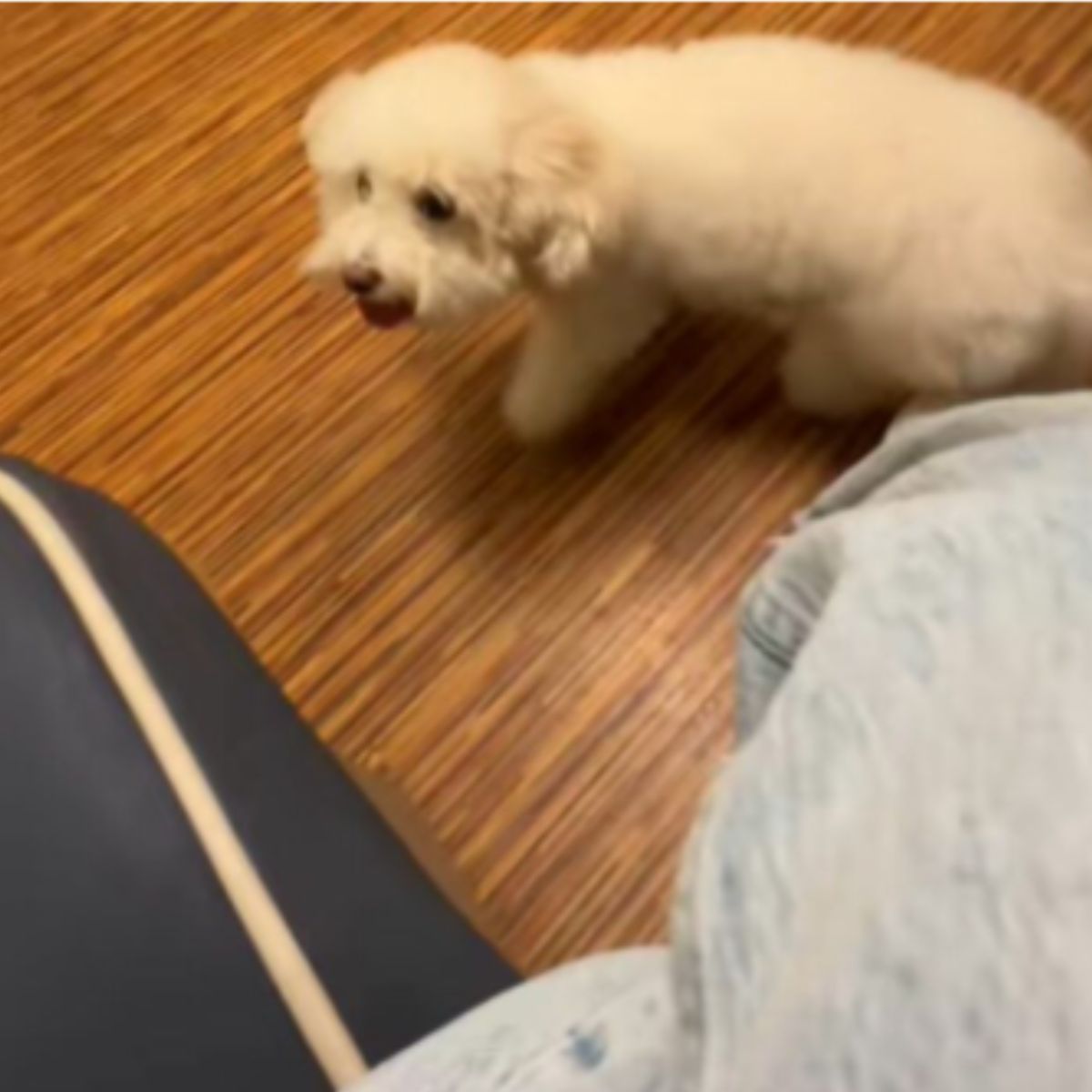 white dog walking with a limp
