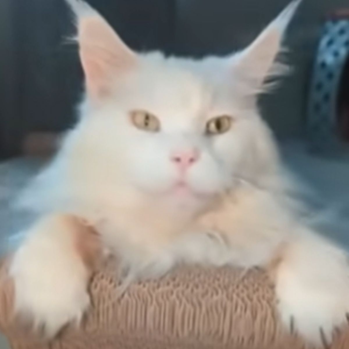 white fluffy cat