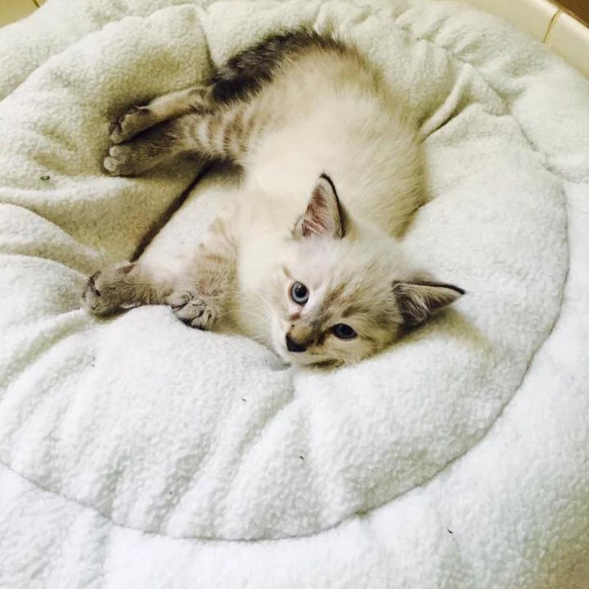 white kitten