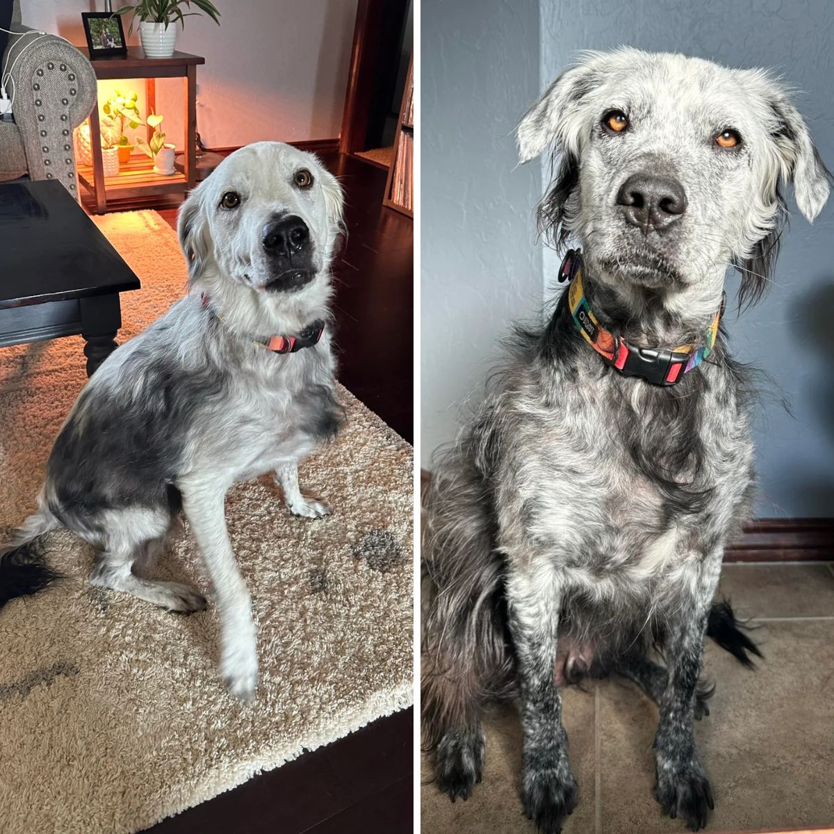white labrador with black spots