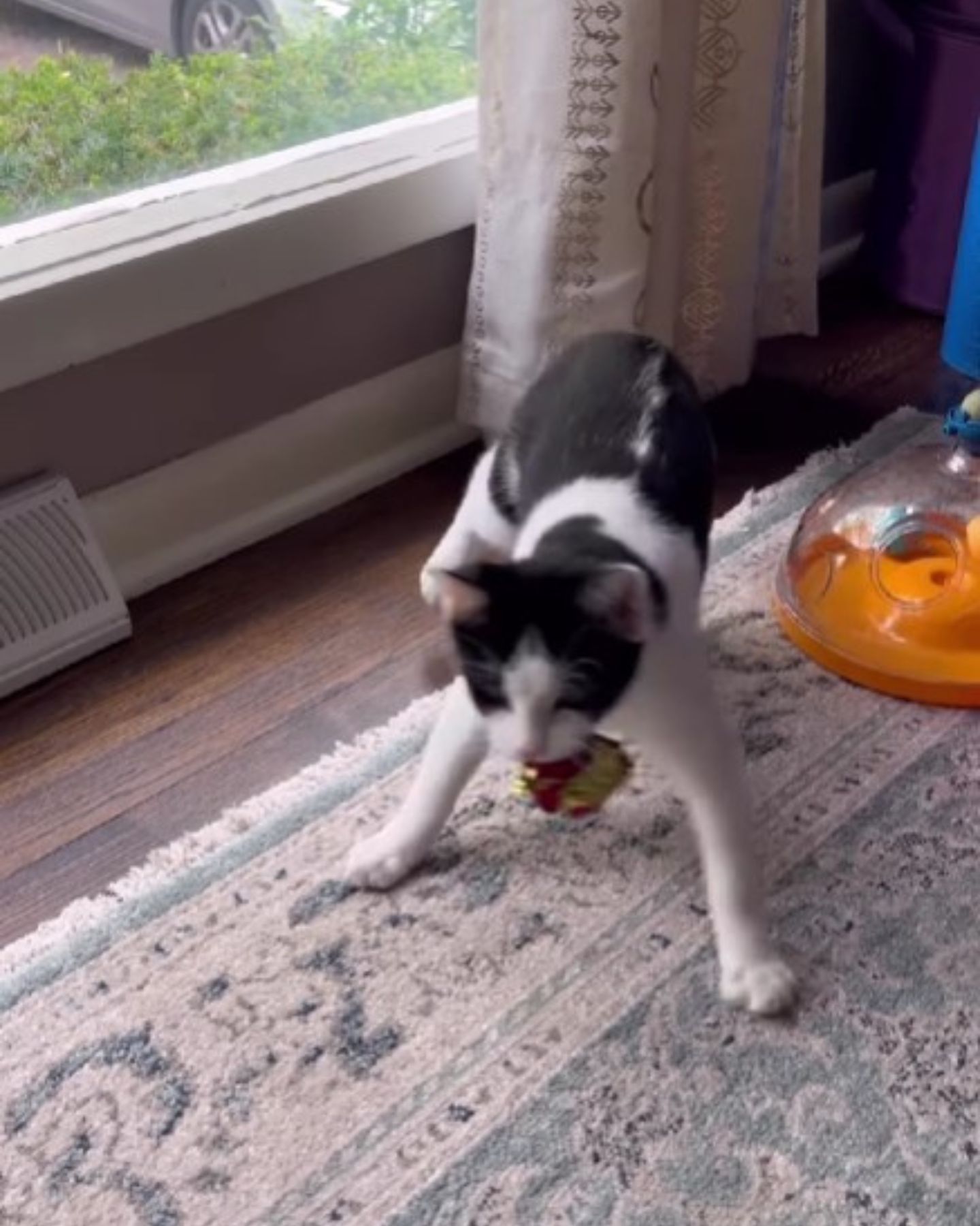 wobbly legged kitten