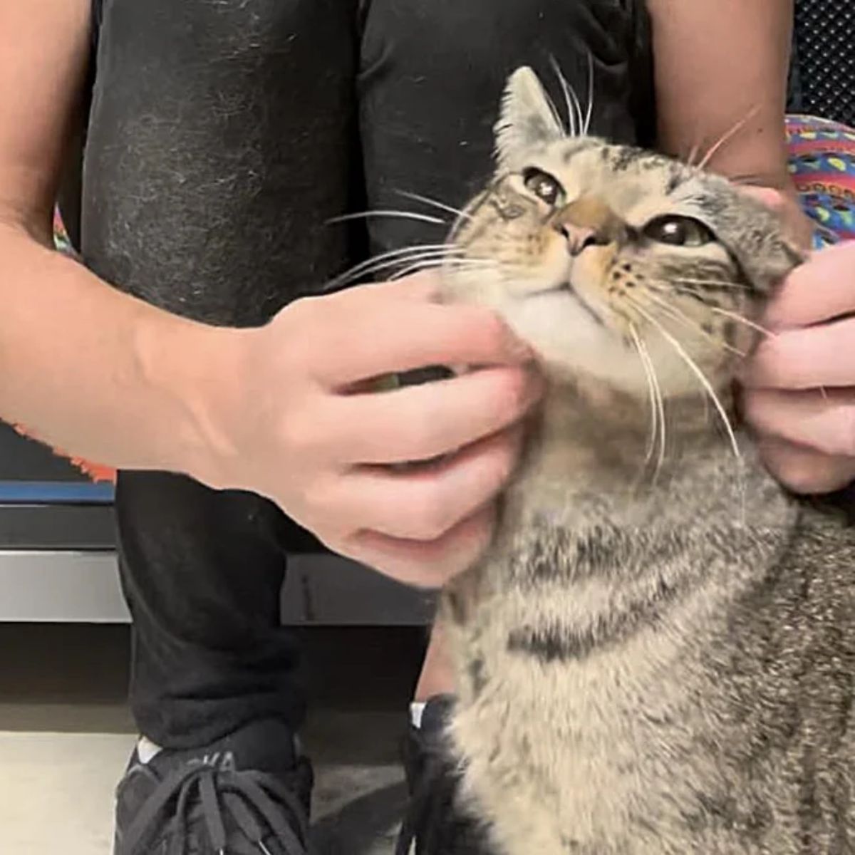 woman cuddling sweet cat