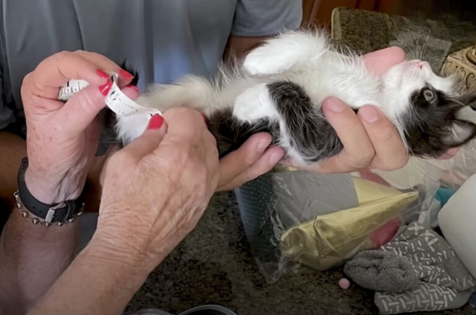 woman measuring kitten's paws