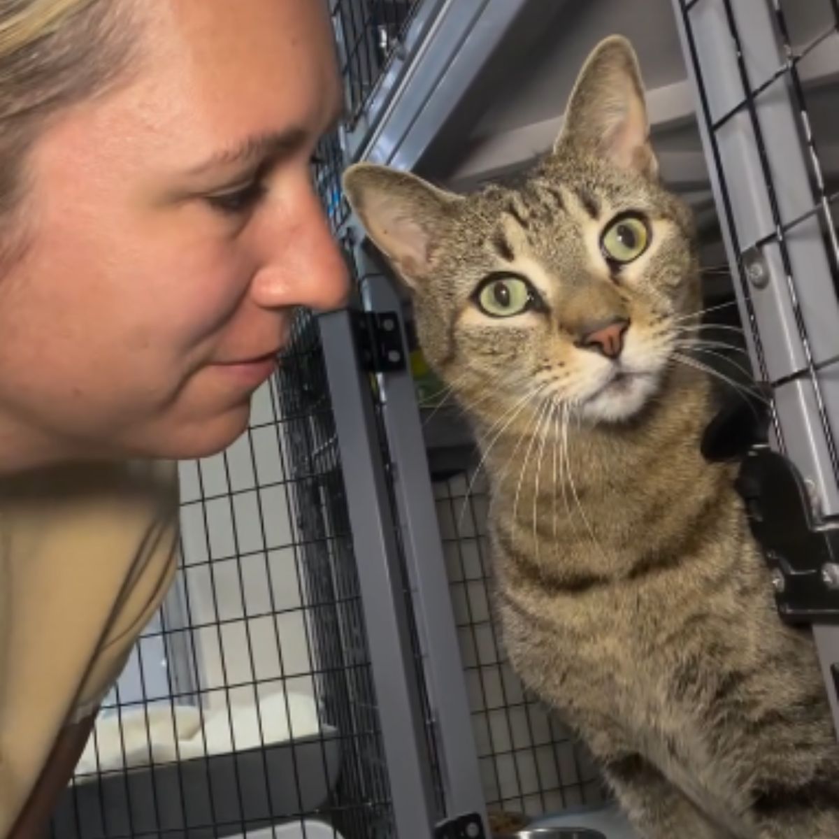 woman and abandoned cat