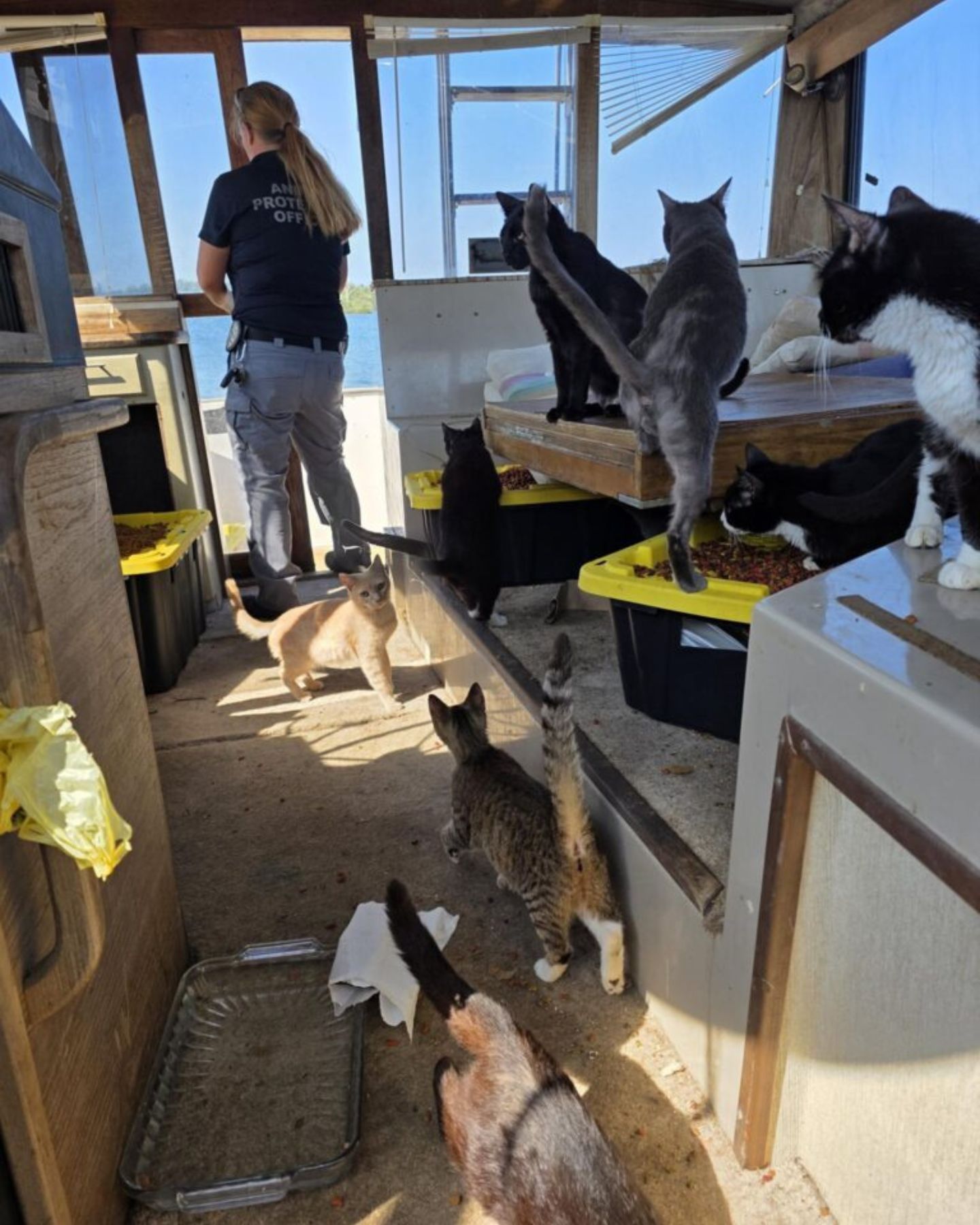 woman and cats on a boat