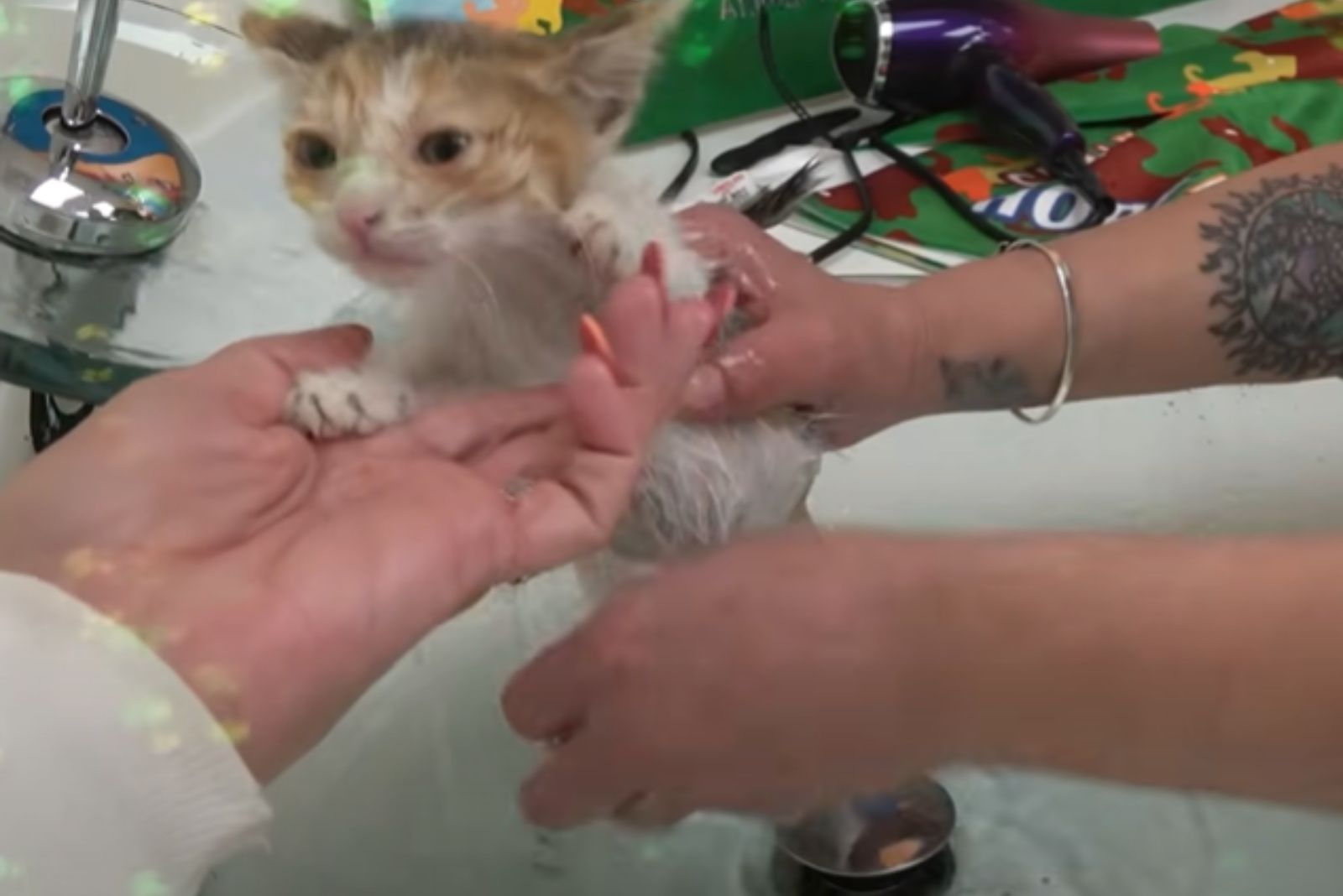 woman bathing kitten