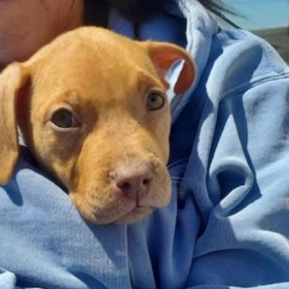 woman carries puppy