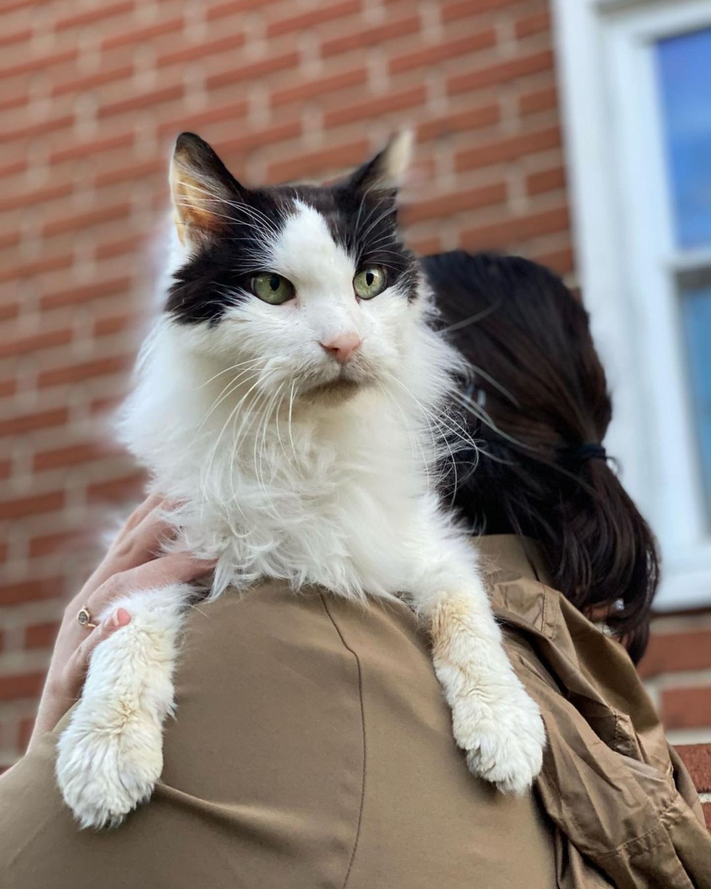 woman carrying the cat on the shoulder
