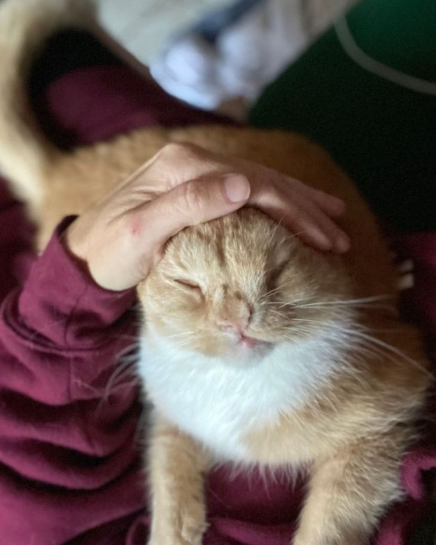 woman cuddling kitten