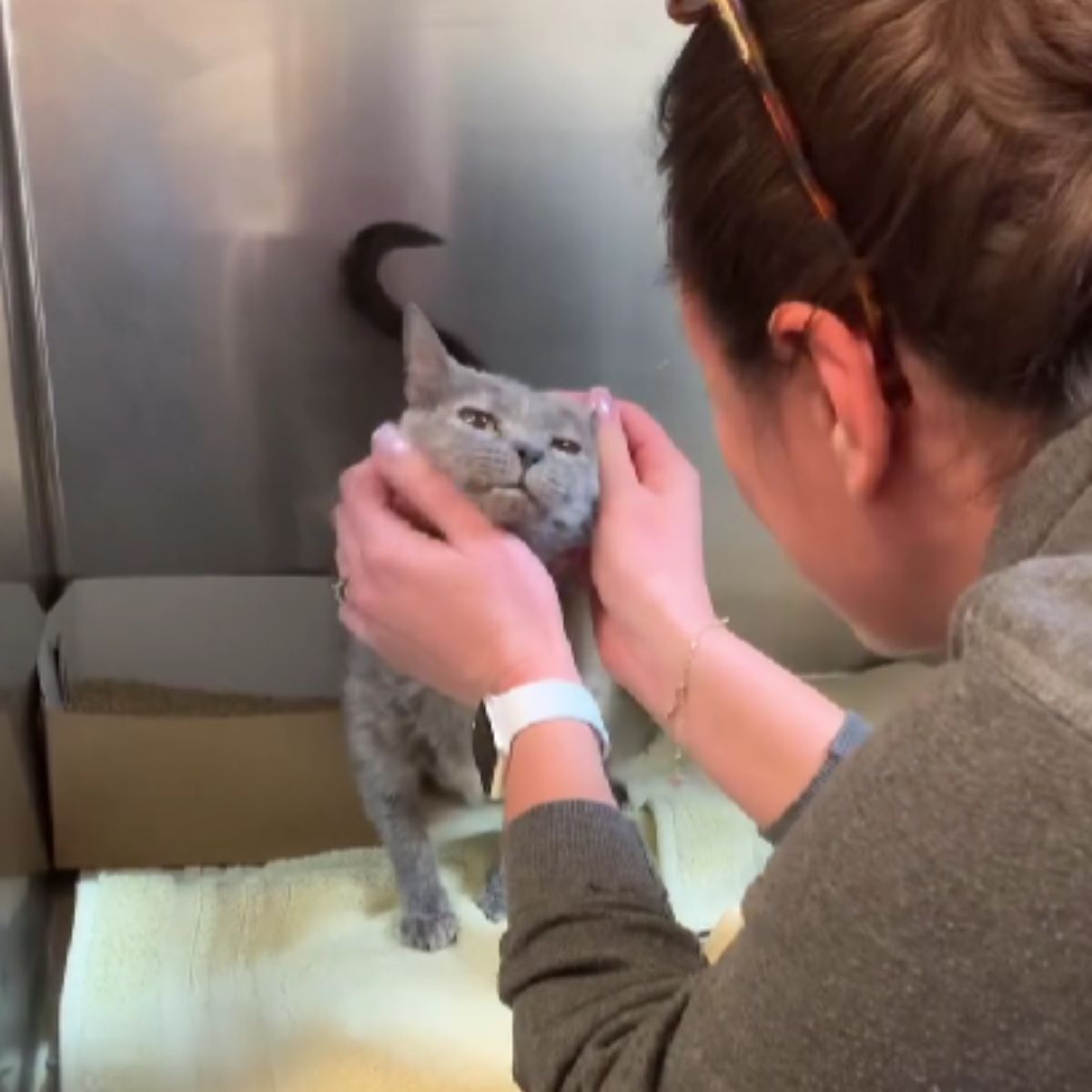 woman gently touching cat