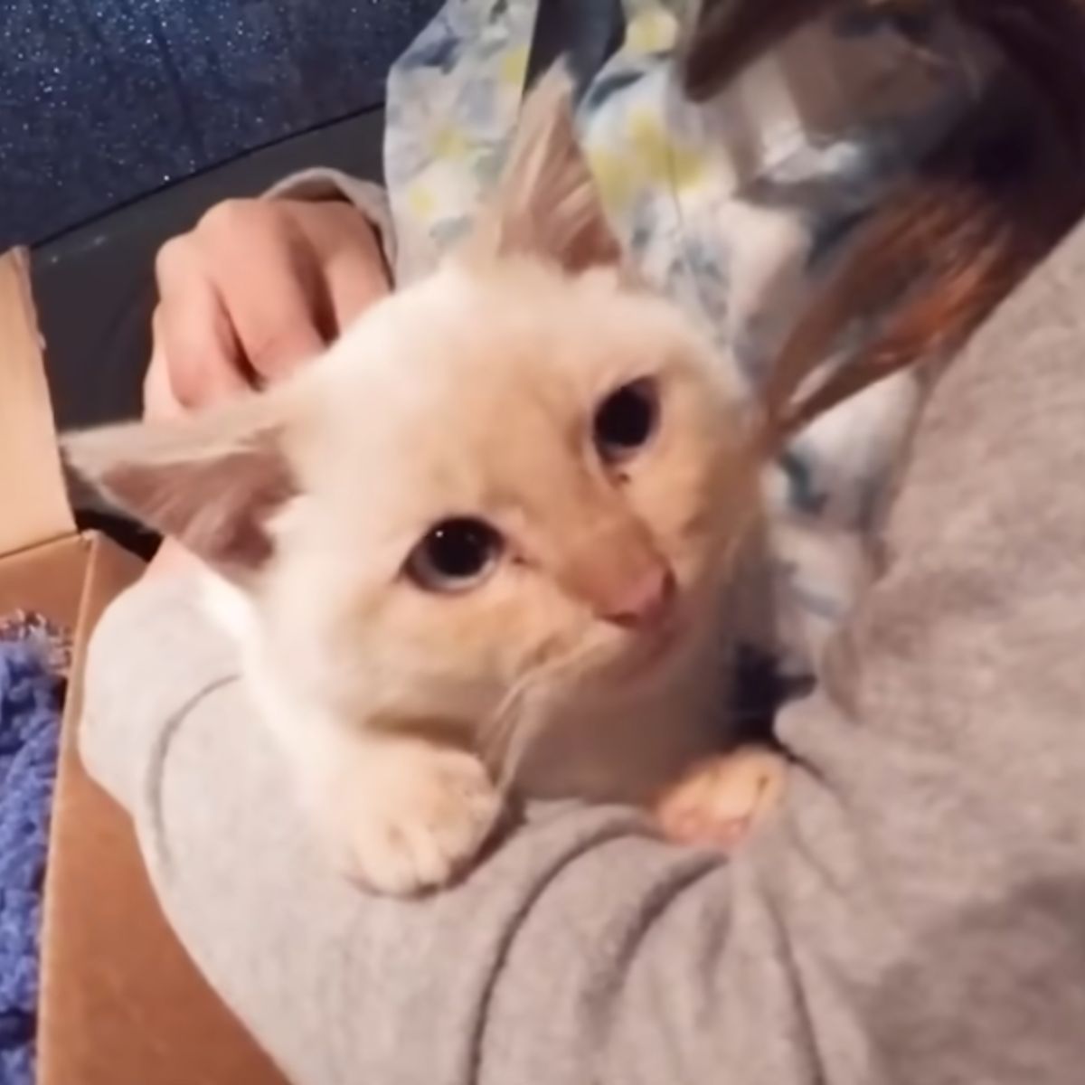 woman holding and petting the kitten