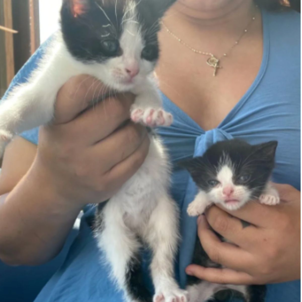 woman holding two kittens