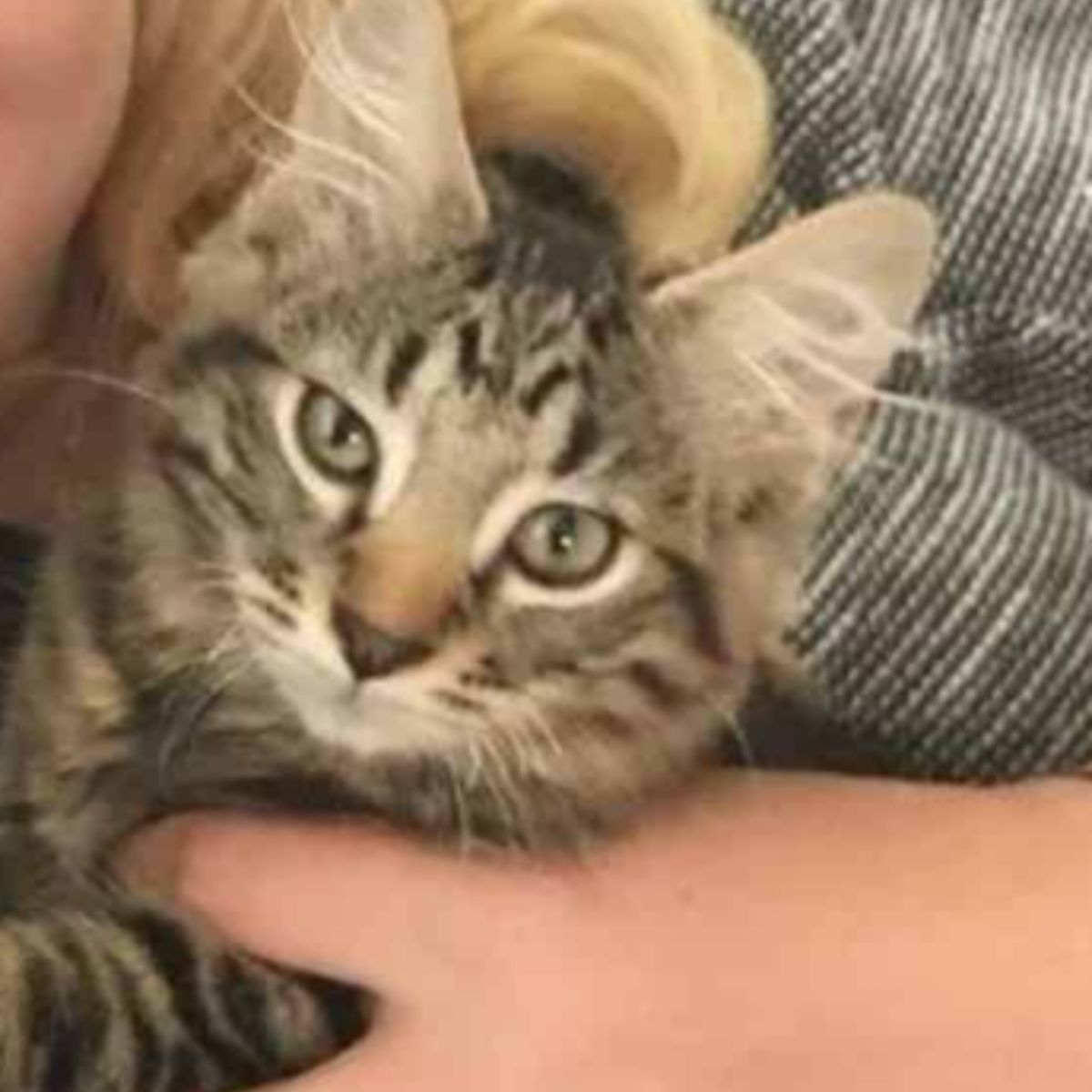 woman hugging kitten