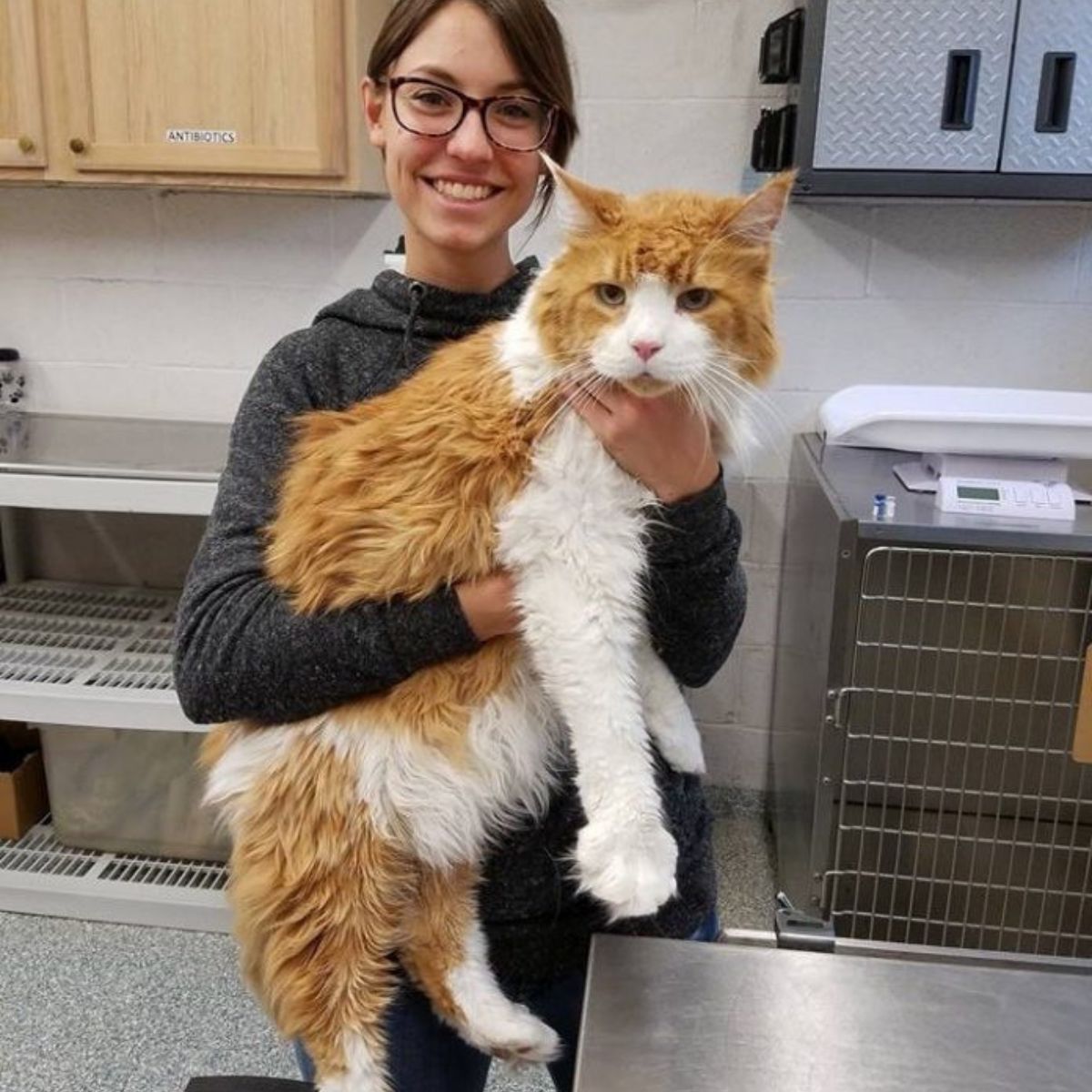 woman is holding a large giant cat