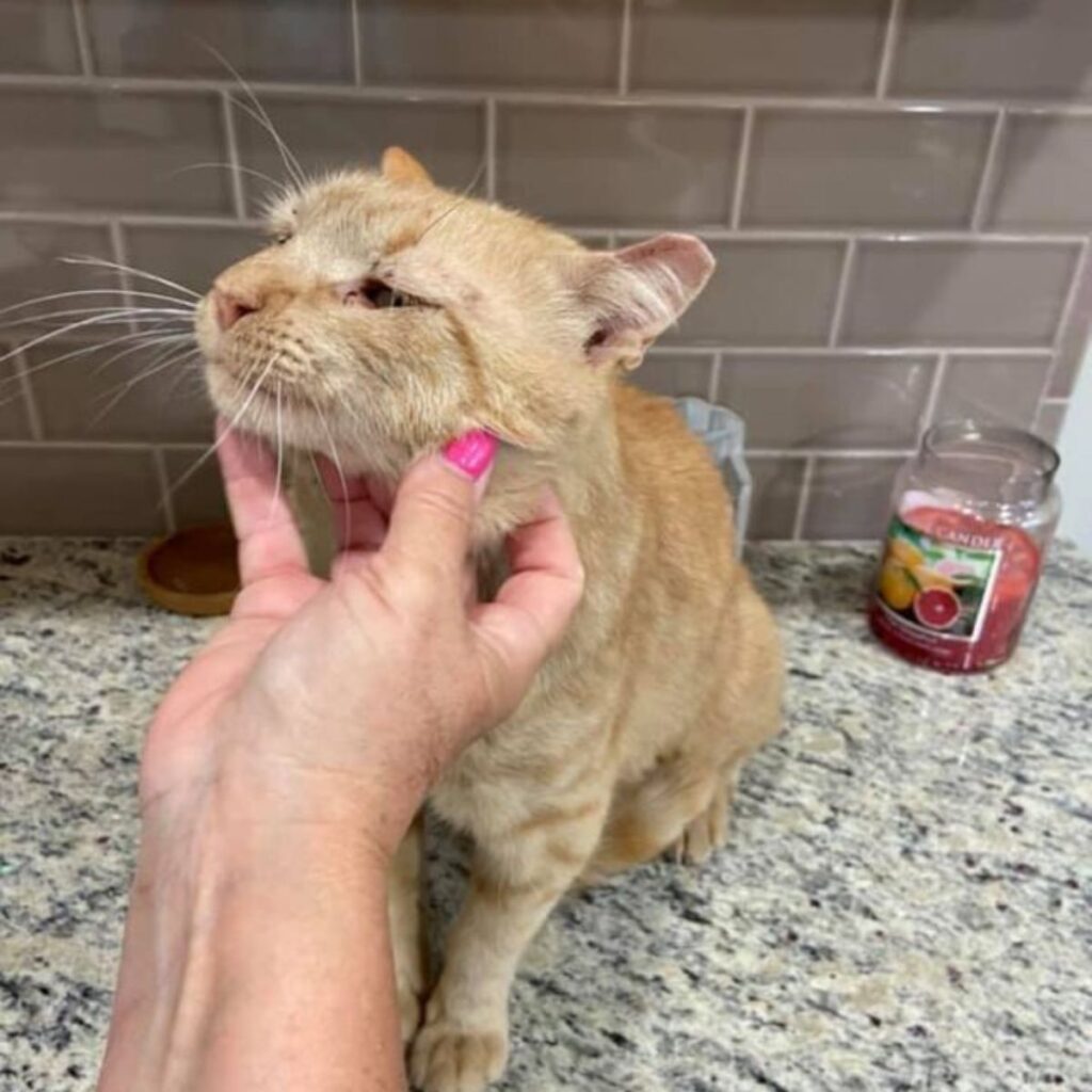 woman scratching cats chin