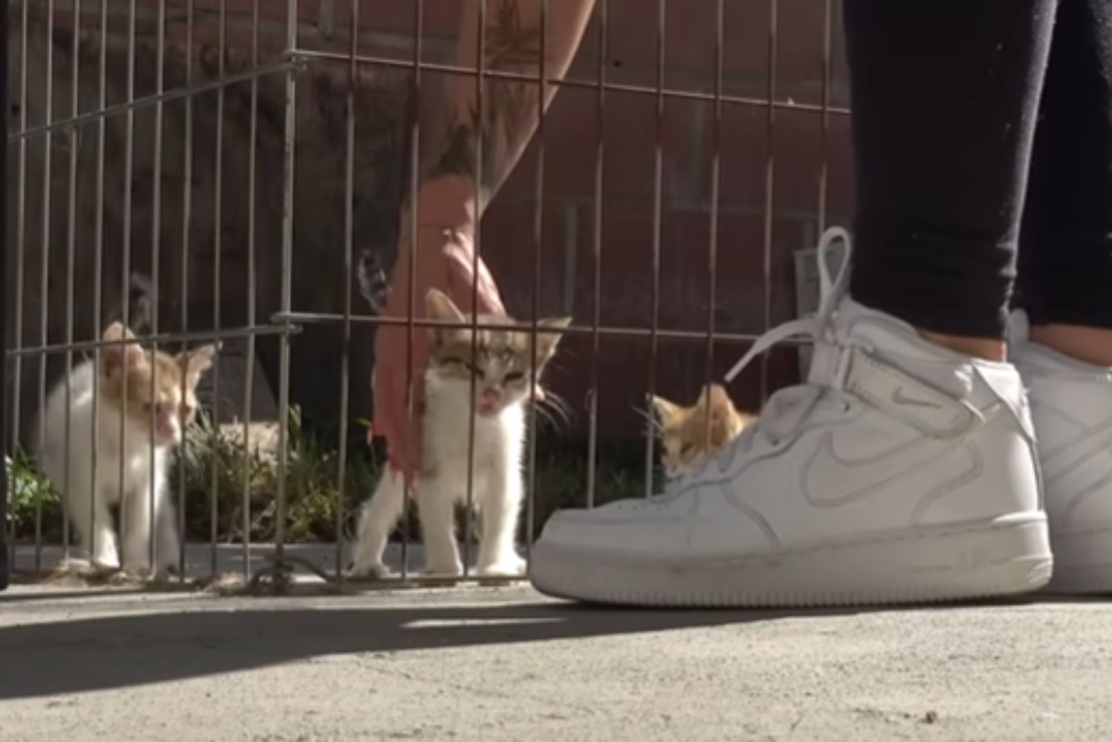 woman takes kitten