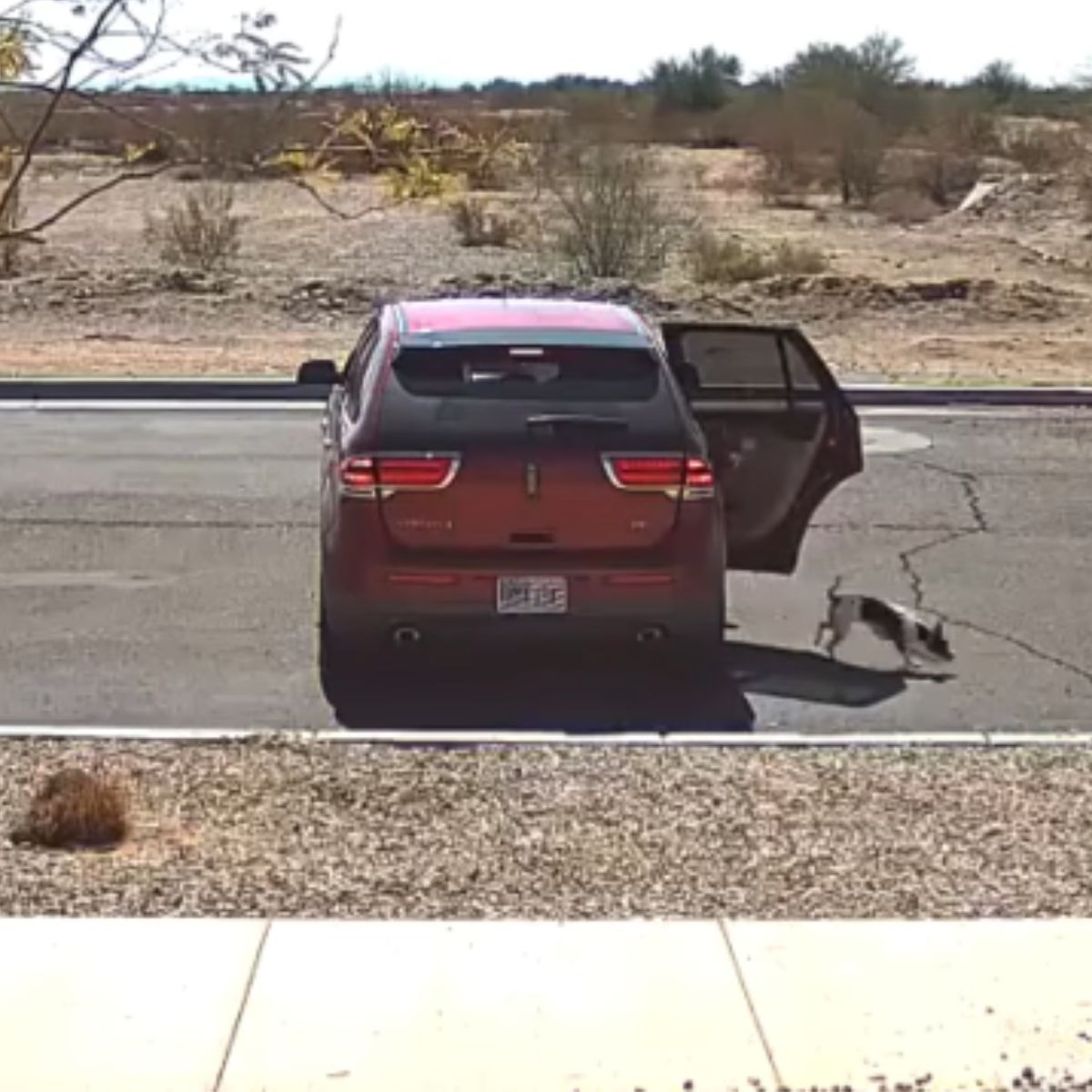 woman throws dog out of car