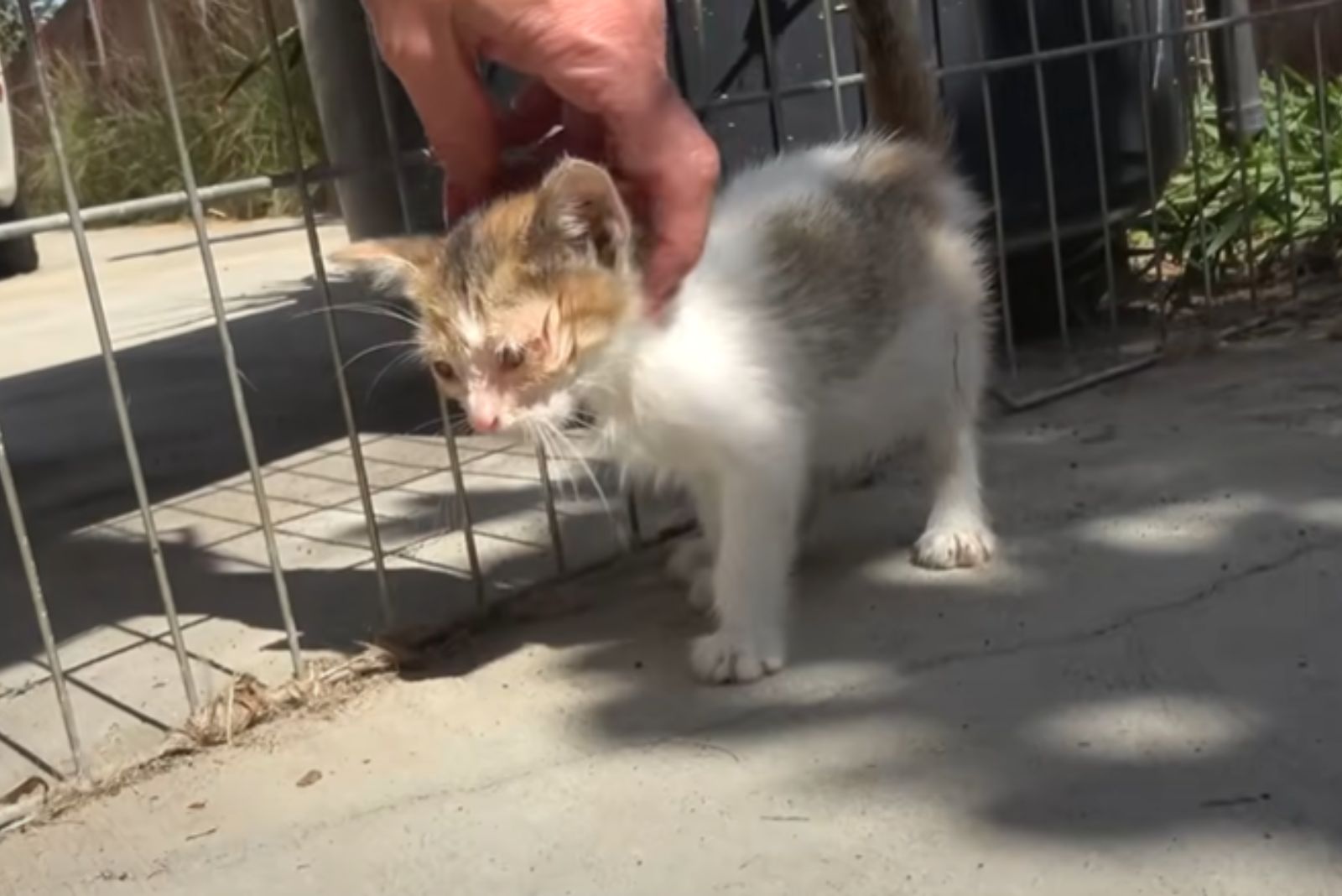 woman touches kitten