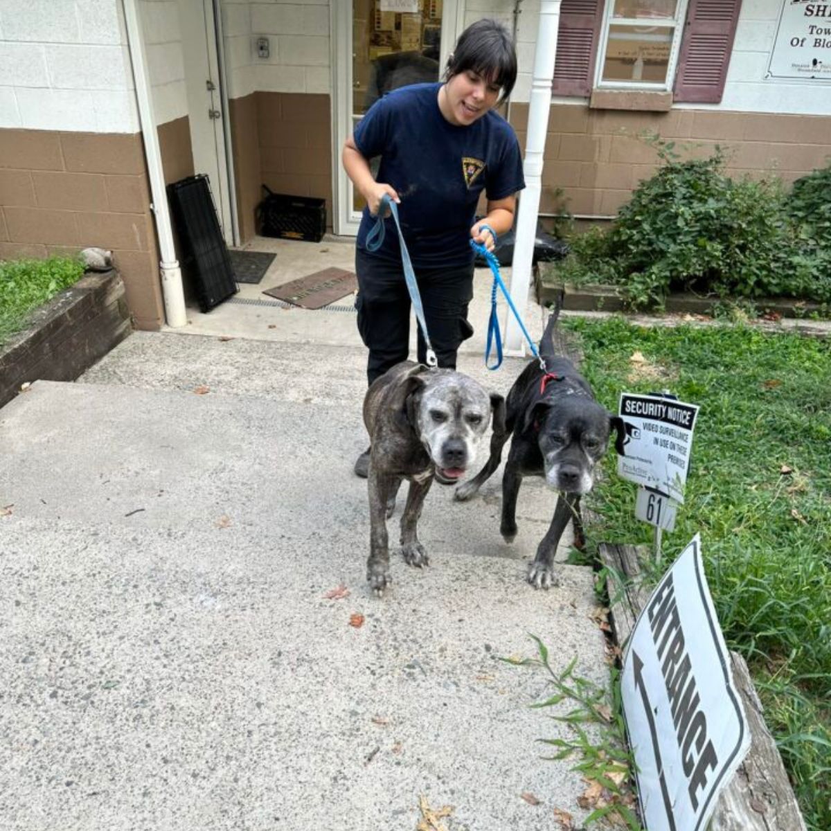 woman walks with two dogs on a leash
