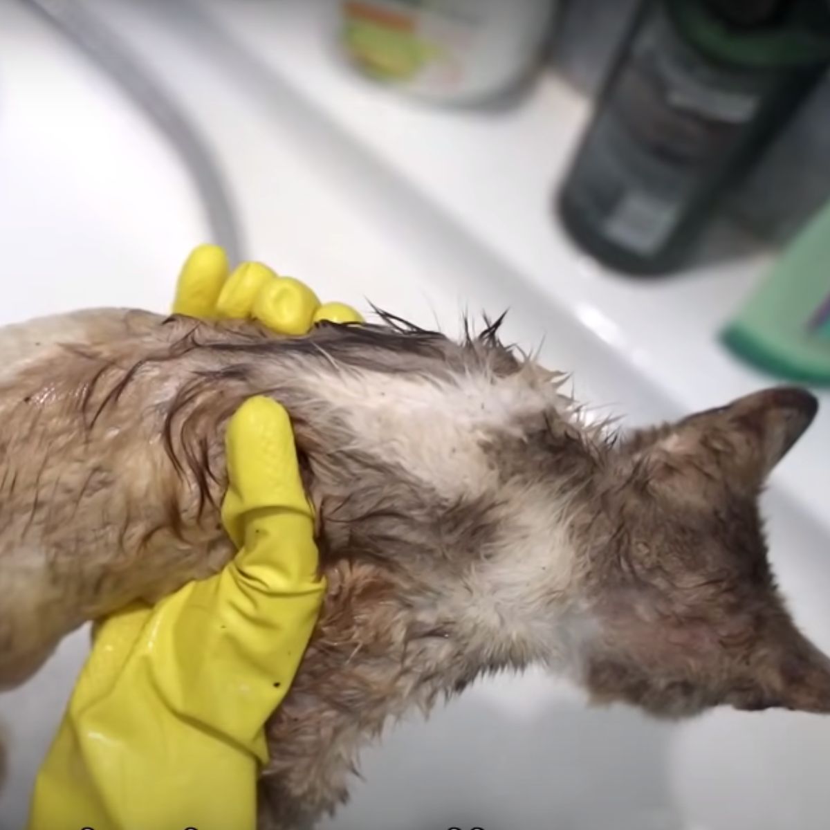 woman washes cat