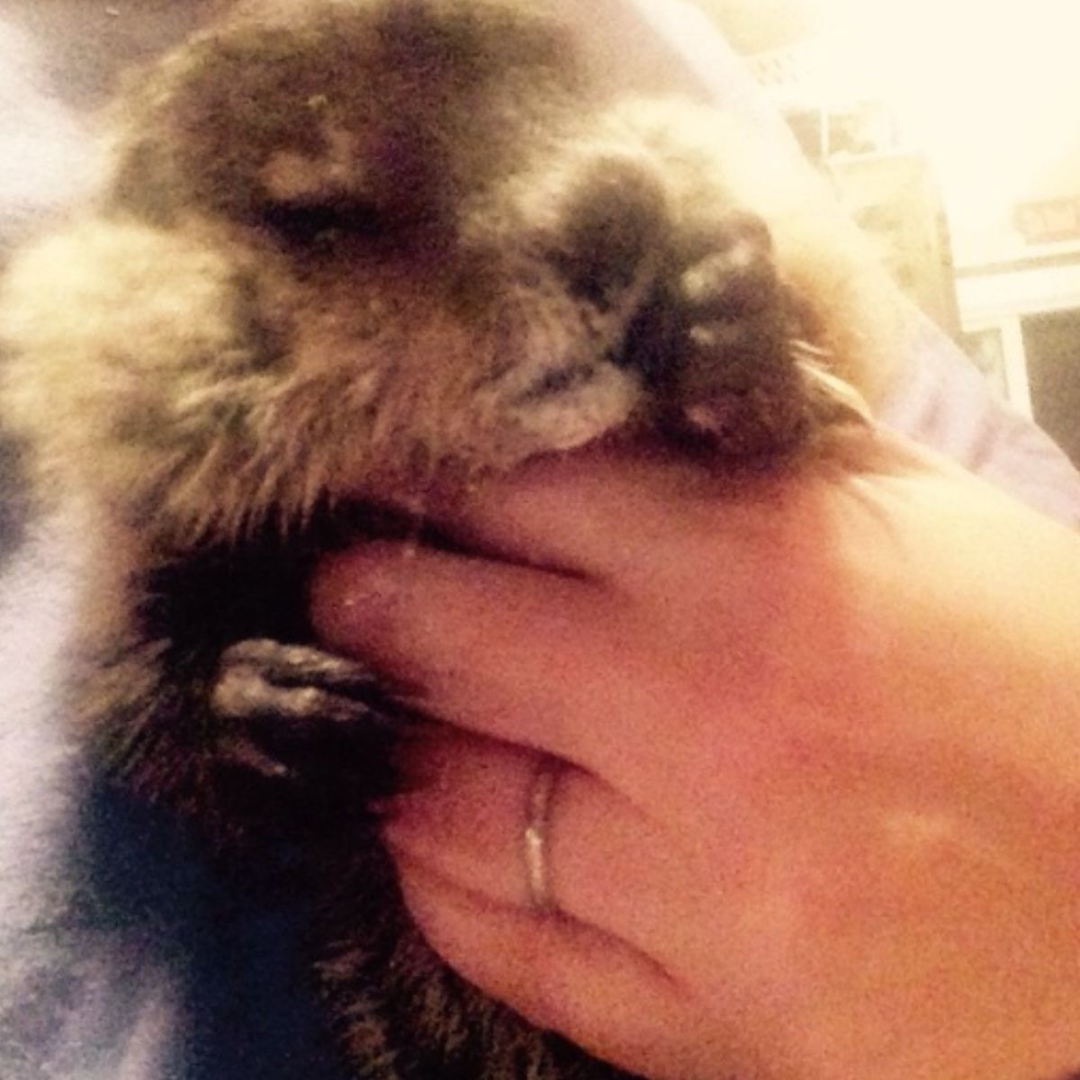 woodchuck cuddles