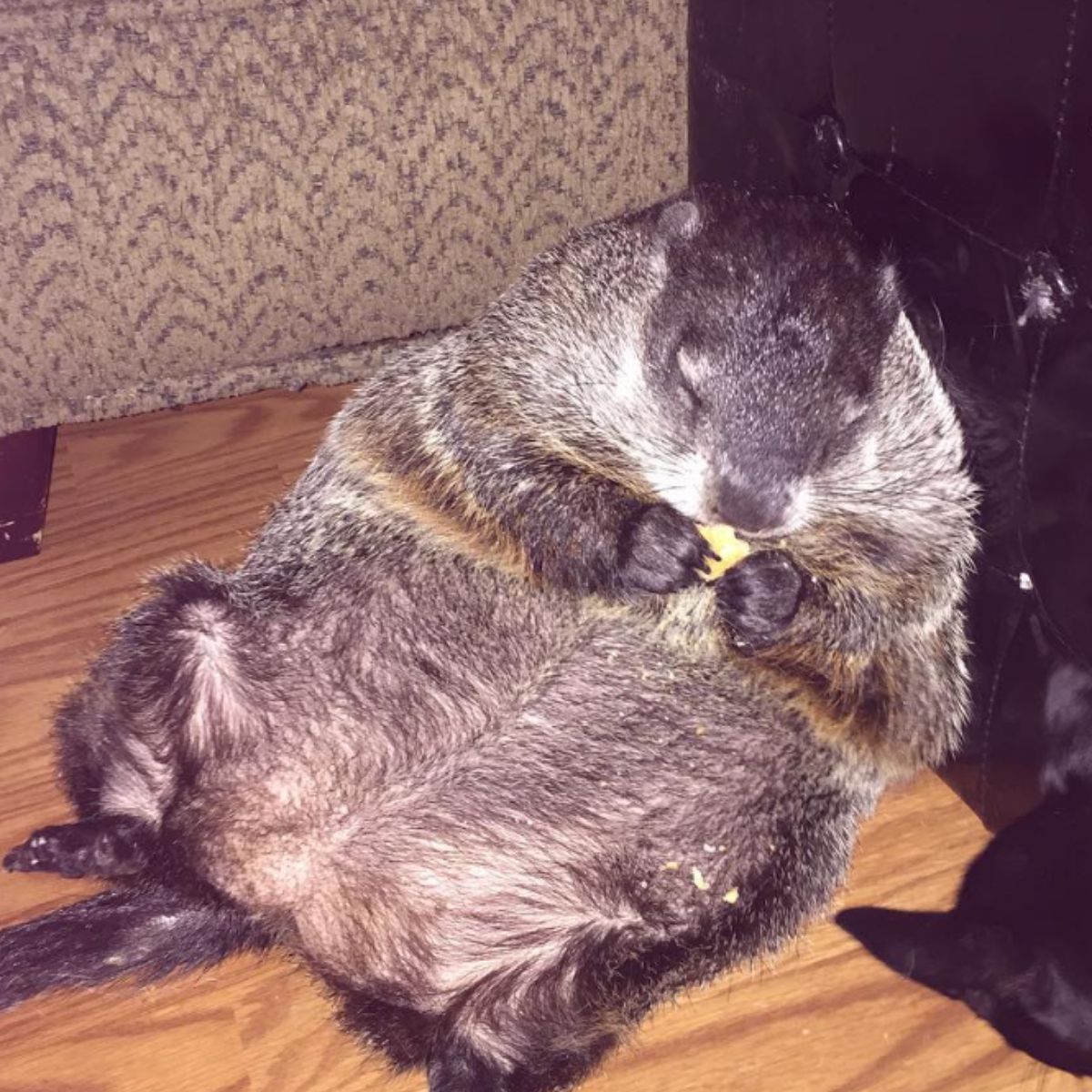 woodchuck eats