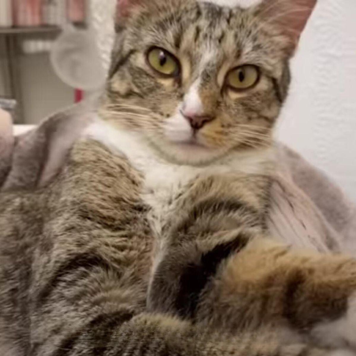 worried cat