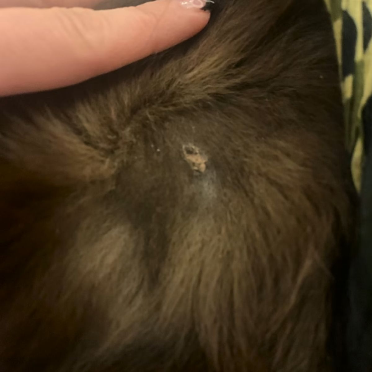 wound on a dog