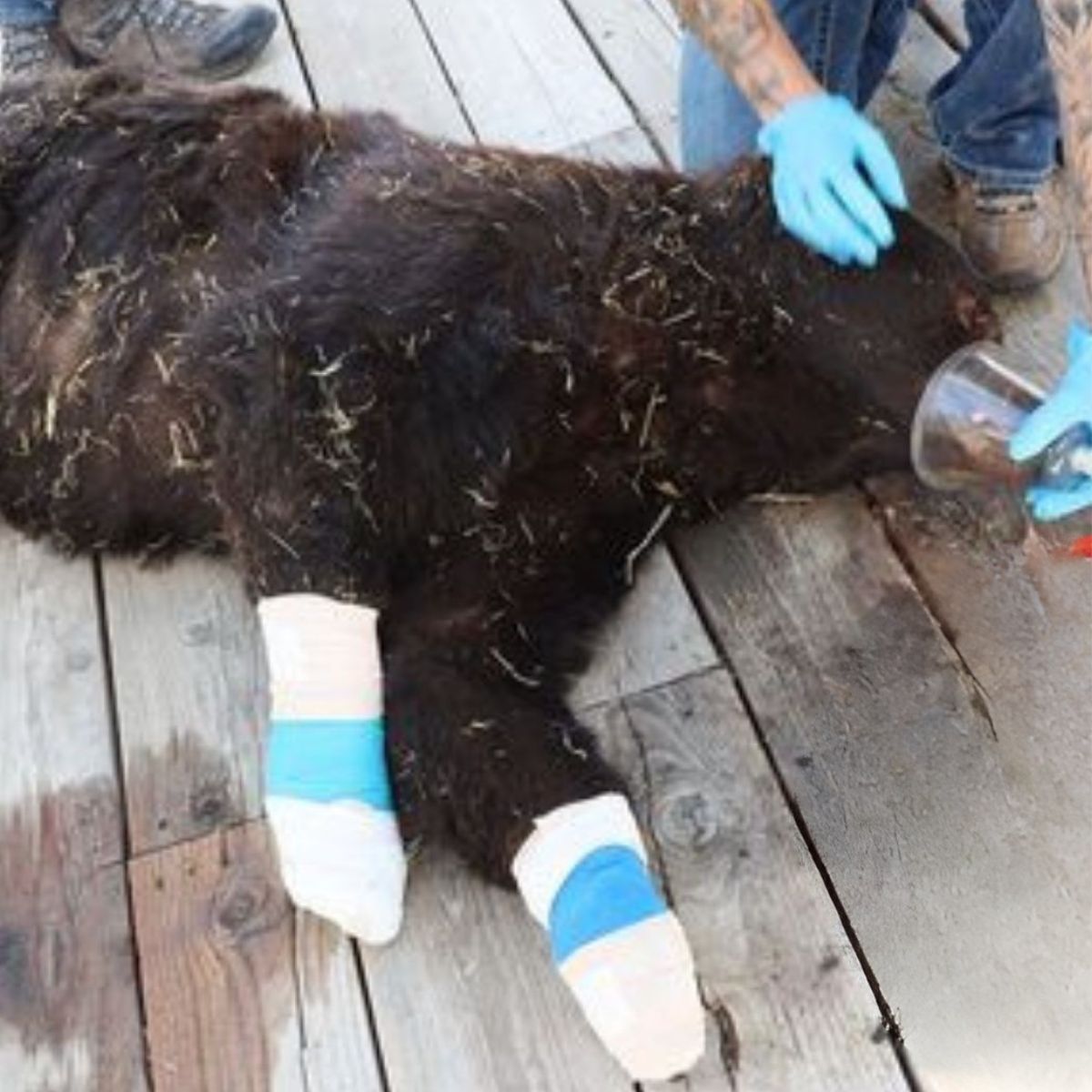 wounded bear
