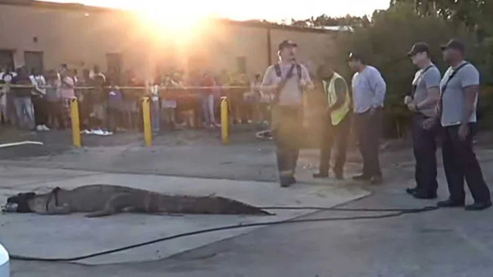 giant gator at mcdonalds parking lot