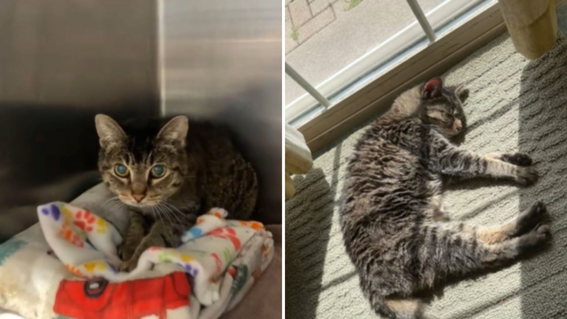 17-Year-Old Cat Ends Up At Shelter After Losing Everything Not Once, But Twice