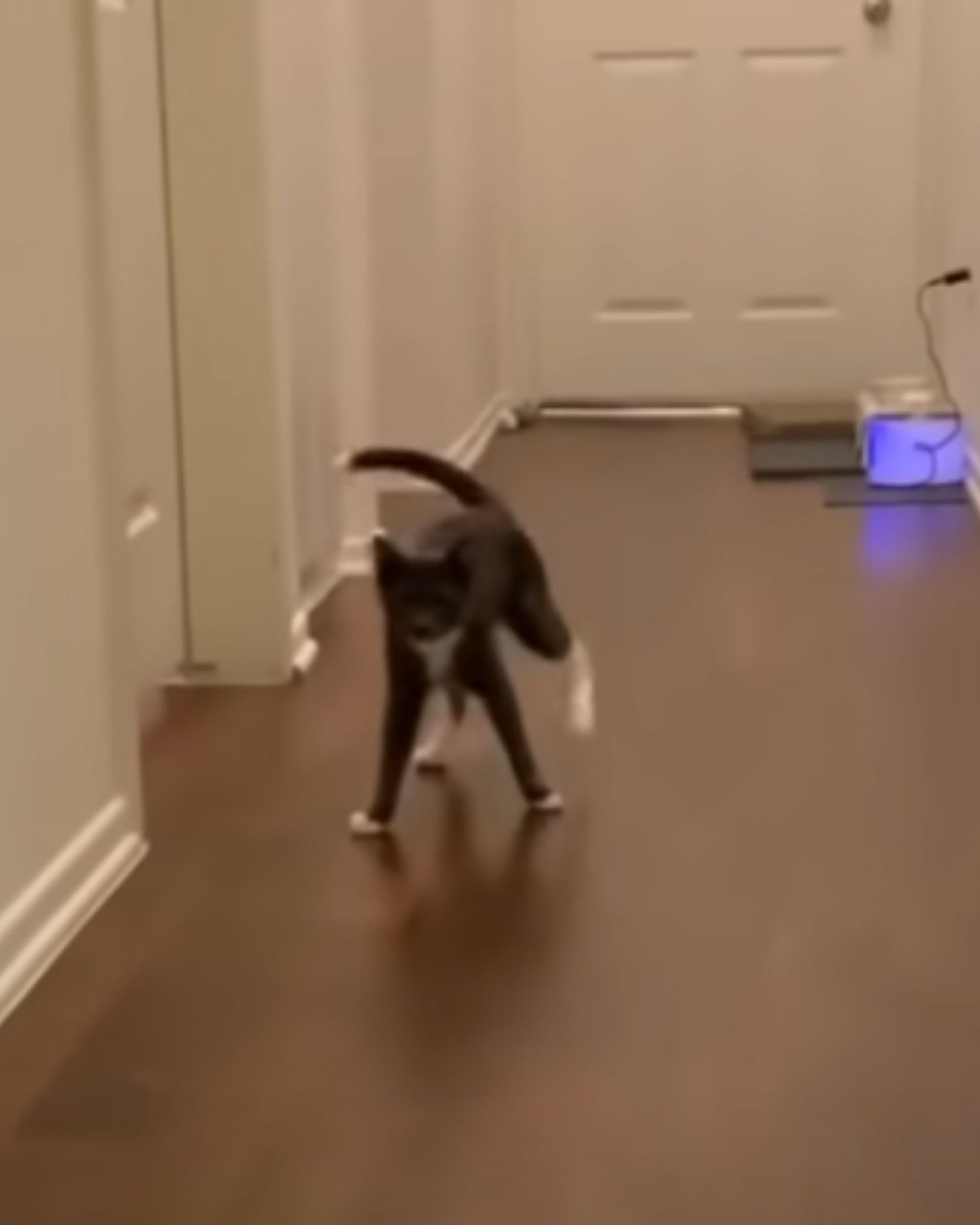 gray skinny cat