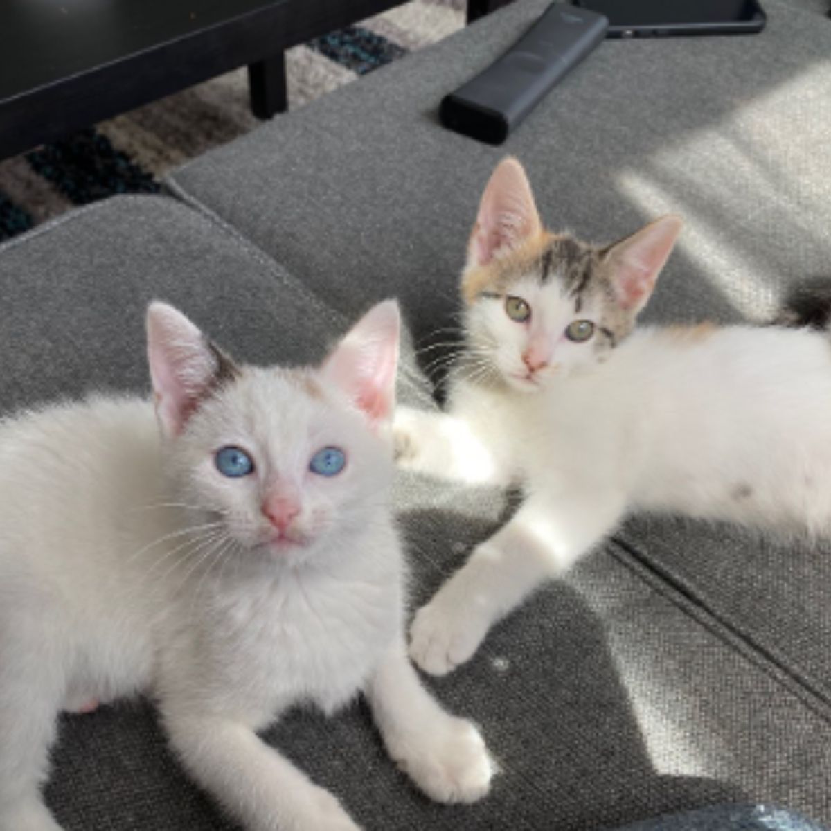 2 cute kittens