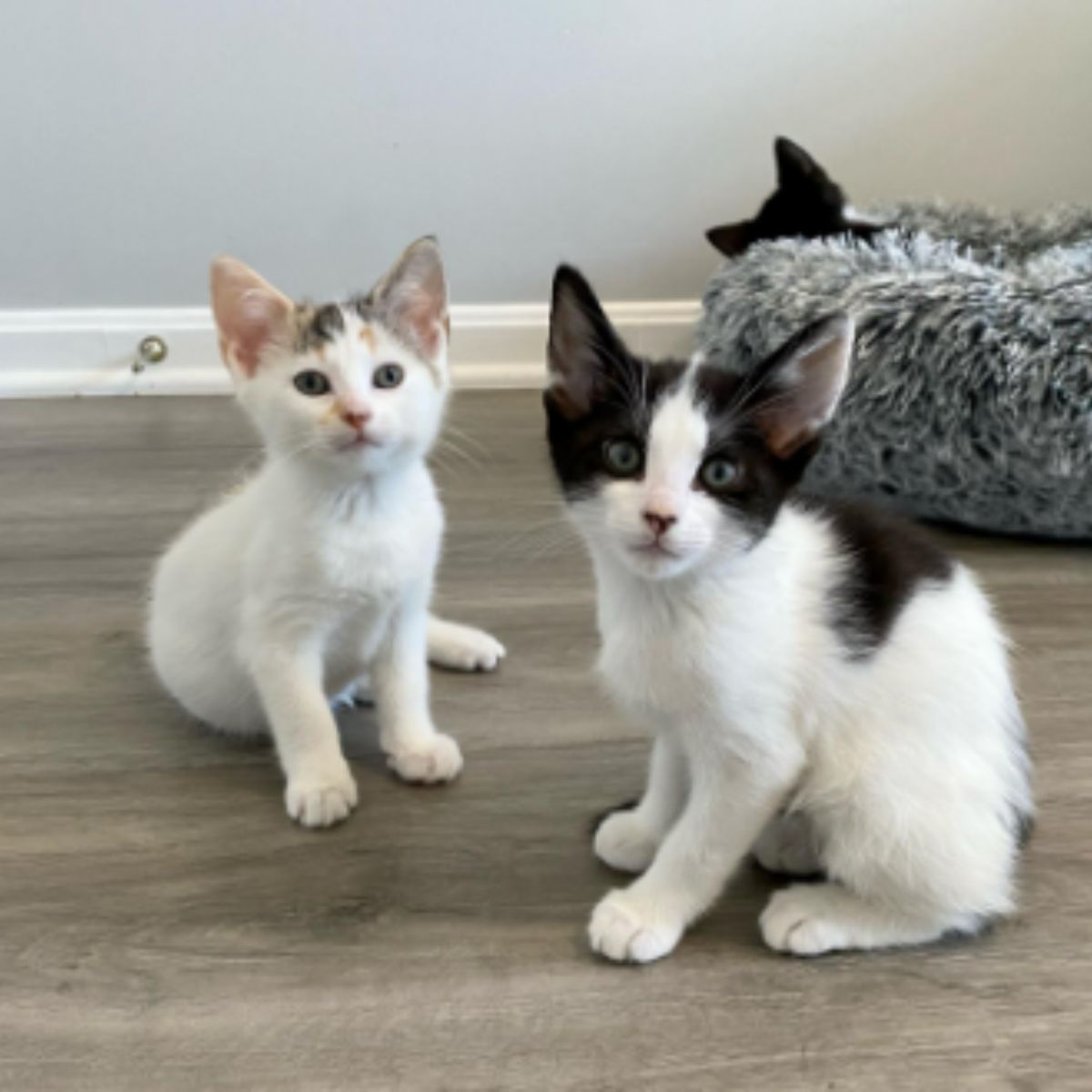 2 small kittens