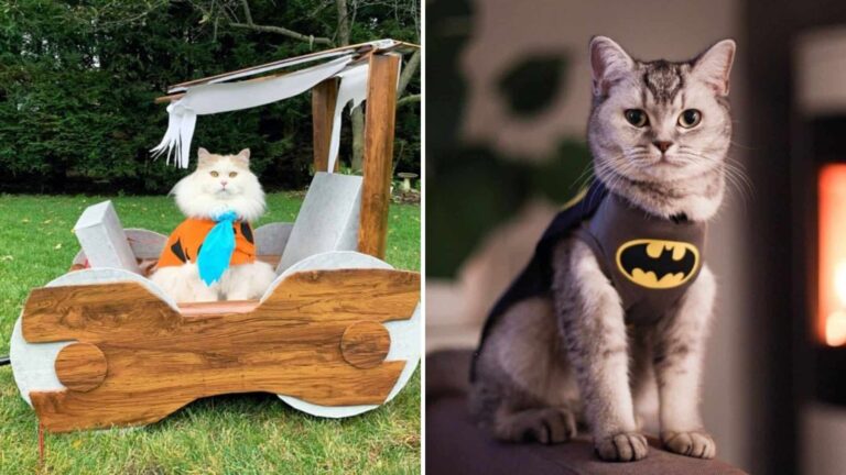 20 Cat Costumes Making This Halloween Extra Cute For Pet-Loving Americans