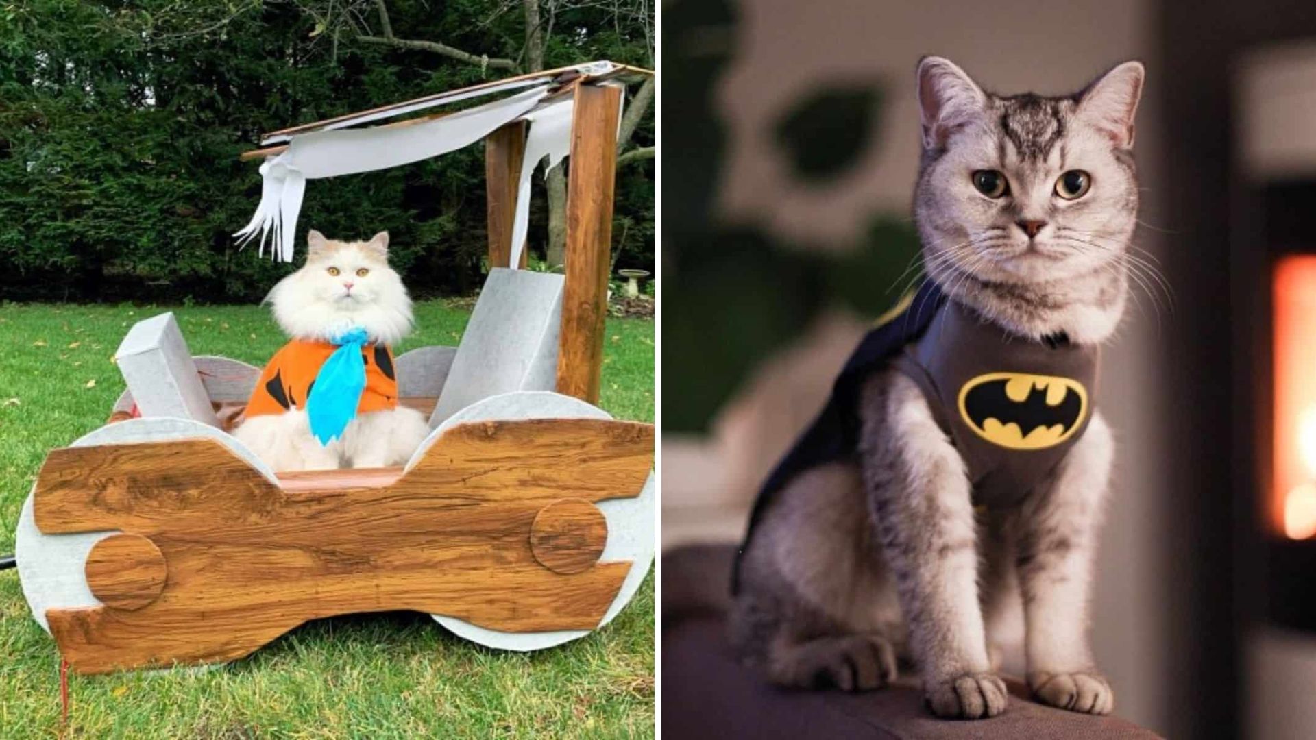 20 Cat Costumes Making This Halloween Extra Cute For Pet-Loving Americans