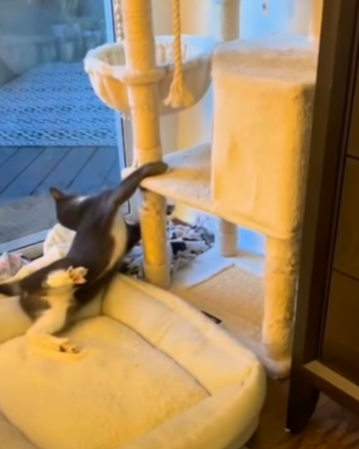 gray cat playing on scratching post