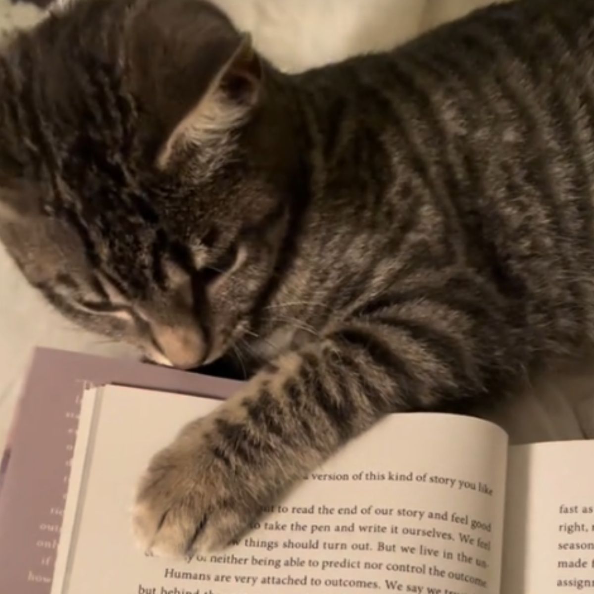 cat rested its paw on the book