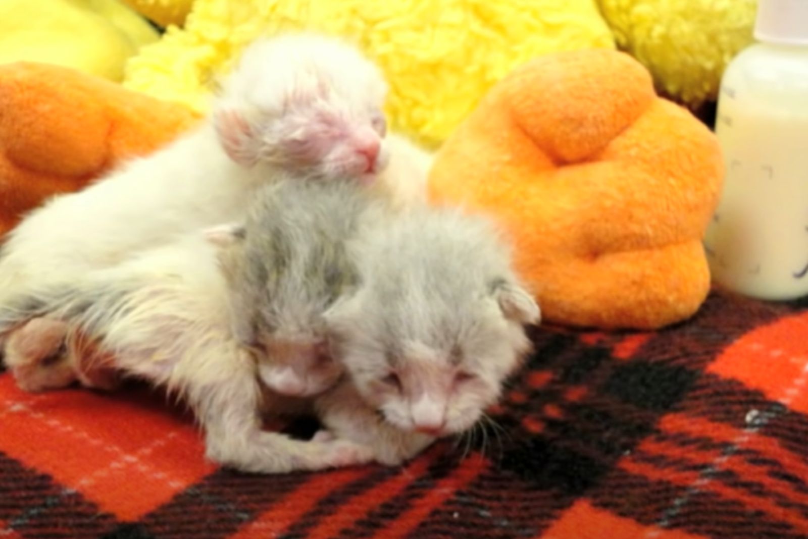 3 white tiny kittens
