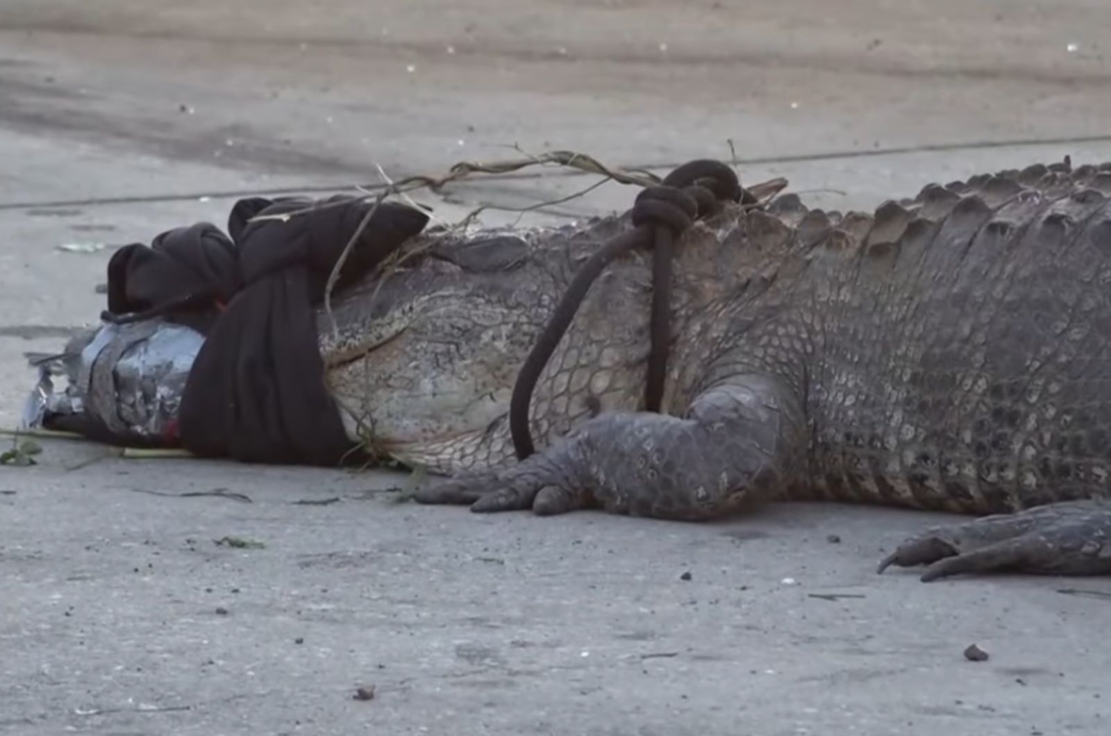 3.6 meter long alligator