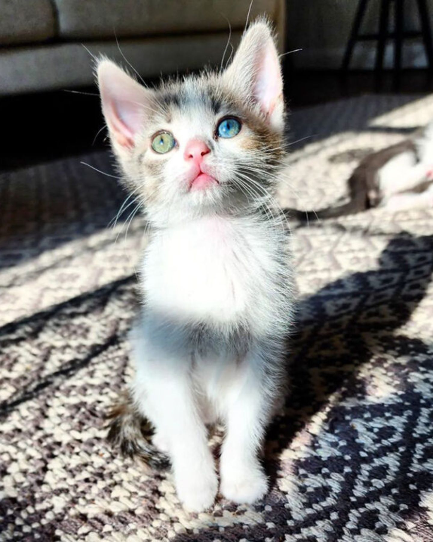 kitten with different colored eyes lit by the sun